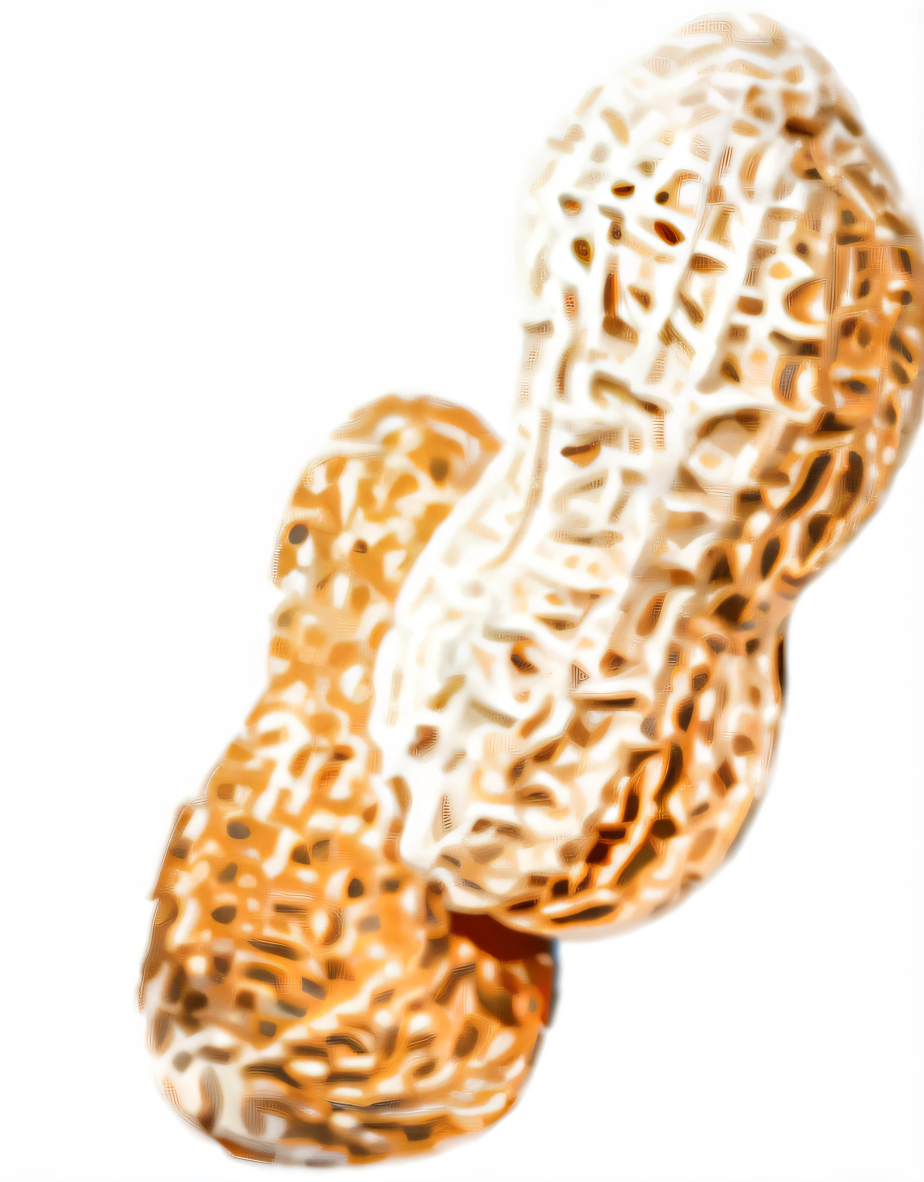 A hyper-realistic peanut