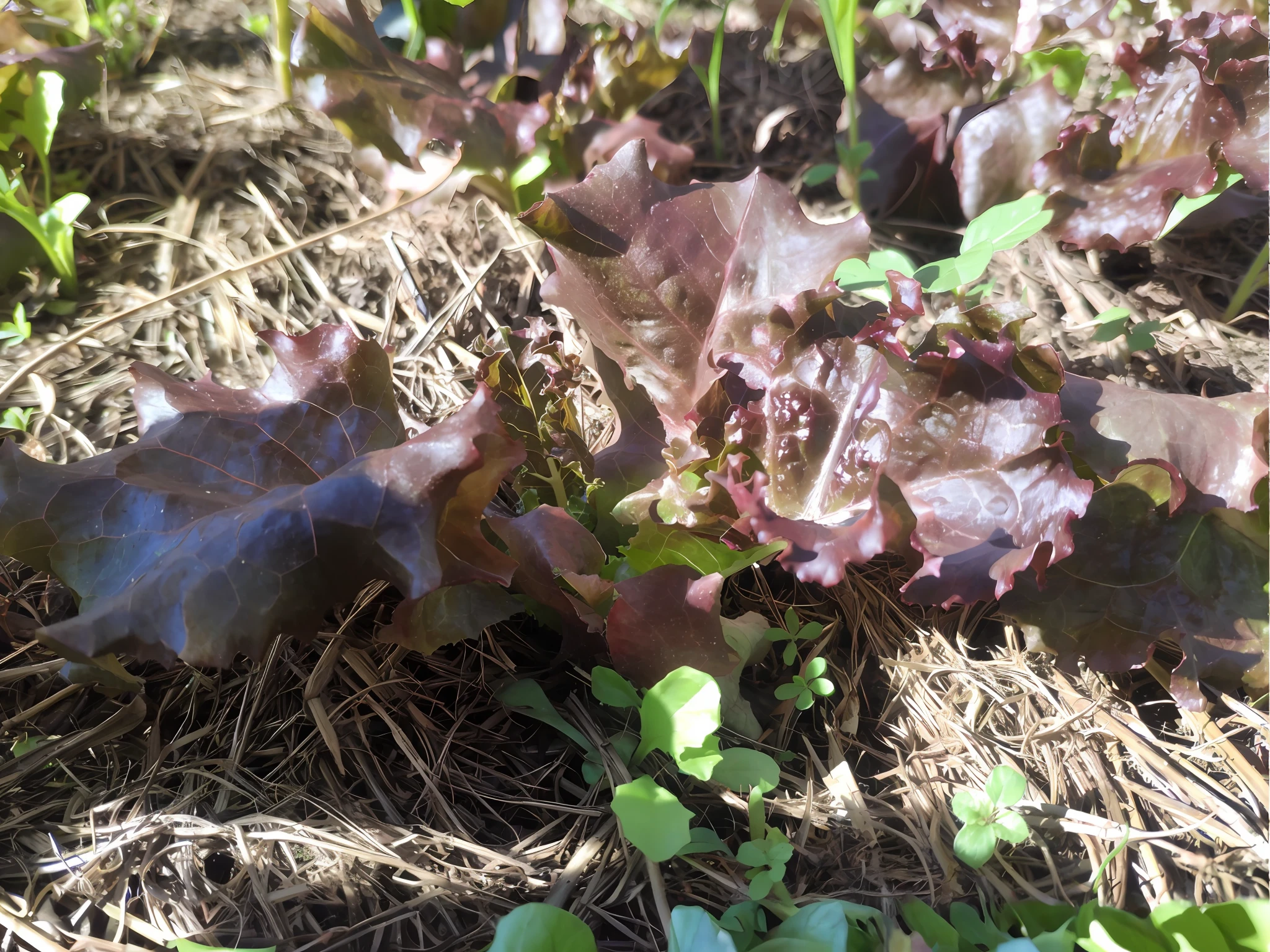 there are many lettuce plants growing in the ground, alface, salada, folhagem vegetal, jardinagem, sombrio, nitrogen-rich soil, marrom, Beautiful image, verdura), Directed by: Samuel Scott, Permacultura, olhando parcialmente para a esquerda, Directed by: Susan Heidi, Mudas, alface de bacon e tomatos, Directed by: Kathleen Allen, Directed by: Matt Cavotta, Directed by: Kathleen Scott