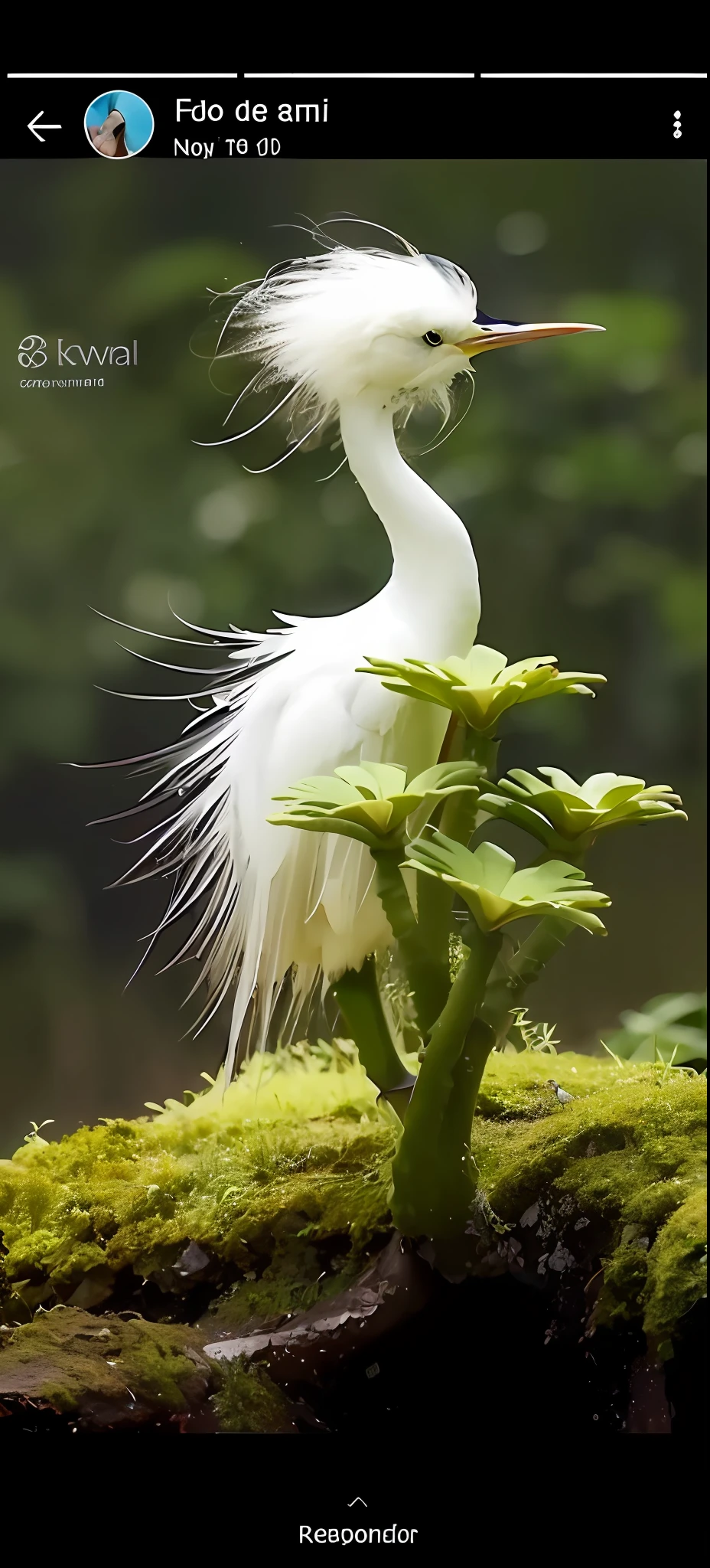 there is a white bird with a long beak standing on a mossy branch, hermoso y elegante, Fotograma del documental Nature, Naturaleza realmente hermosa, Fotograma de un documental de naturaleza, a surrealistic bird, peaceful and graceful, hermosa naturaleza, surrealistic bird, japanese crane bird in center, foto muy bonita, Impresionante naturaleza en el fondo, hd nature photography, rare bird in the jungle