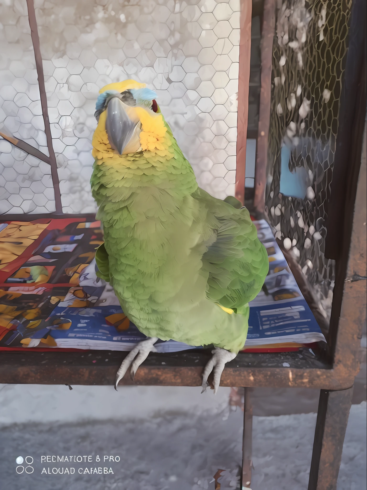there is a green and yellow bird sitting on a chair, an afghan male type, papagaio, Olhar peruano, barriga verde fofa, pet bird, com um papagaio grande, 2 anos, 5 anos, olhar orgulhoso, muito bonito, macho emagrecido, ela tem cerca de 1 6 anos de idade, mid 2 0's female, ela tem cerca de 2 0 anos