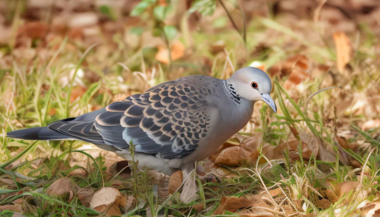 there is a bird that is standing in the grass, birds are all over the ground, doves, dove in an ear canal, 1/1250s at f/2.8, pigeon, doves, 4 0 9 6, sheltering under a leaf, 8K 50mm ISO 10, author:Jan Tennagel, very ornamented