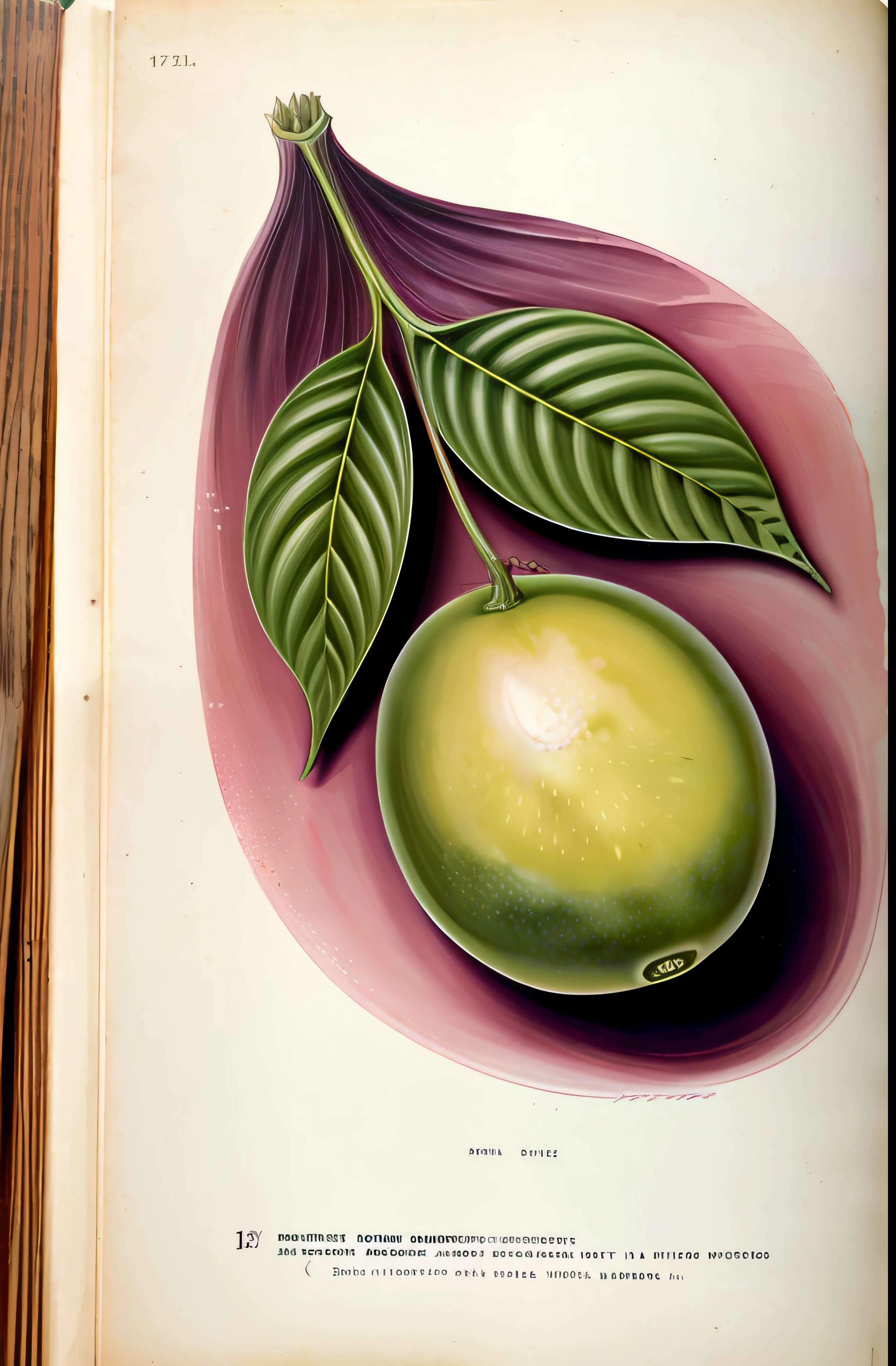 (Detailed:1.2), (巨作:1.2), Vintage botanical illustration of passion fruit (1770 1775) in high resolution by John Edwards, (Best quality:1.2)