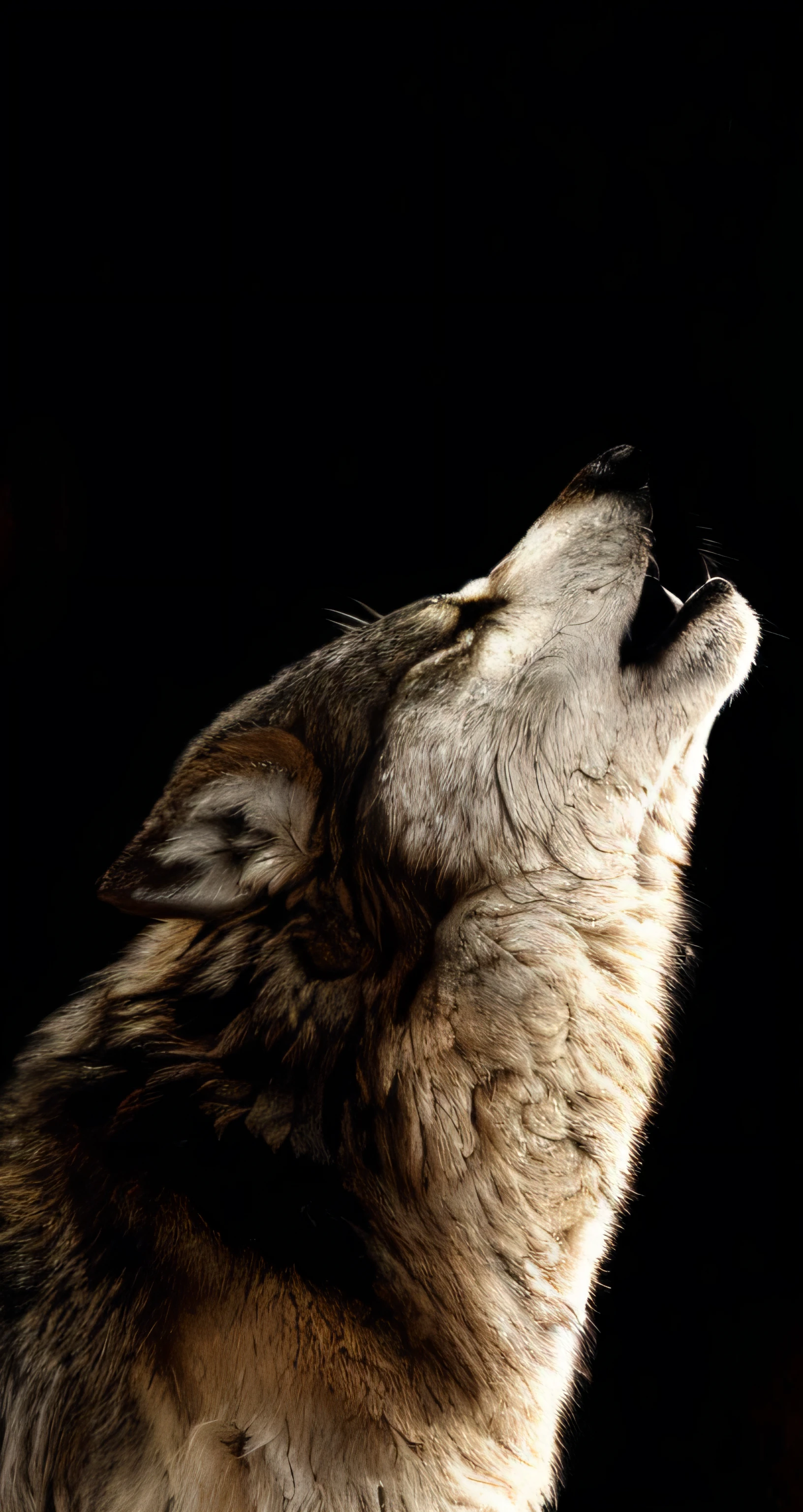 araffe looking up at the sky with its eyes closed, Uivando, O lobo uiva na lua, lobo, foto de lobo, uivando na lua, Lobo uivando na lua cheia, grande lobo, Wolp, aaa, Lobos e seus tesouros, lobo, Bocejo, Directed by: Wolf Huber, alpha wolf head, Meio Lobo, lobo cinzento escuro
