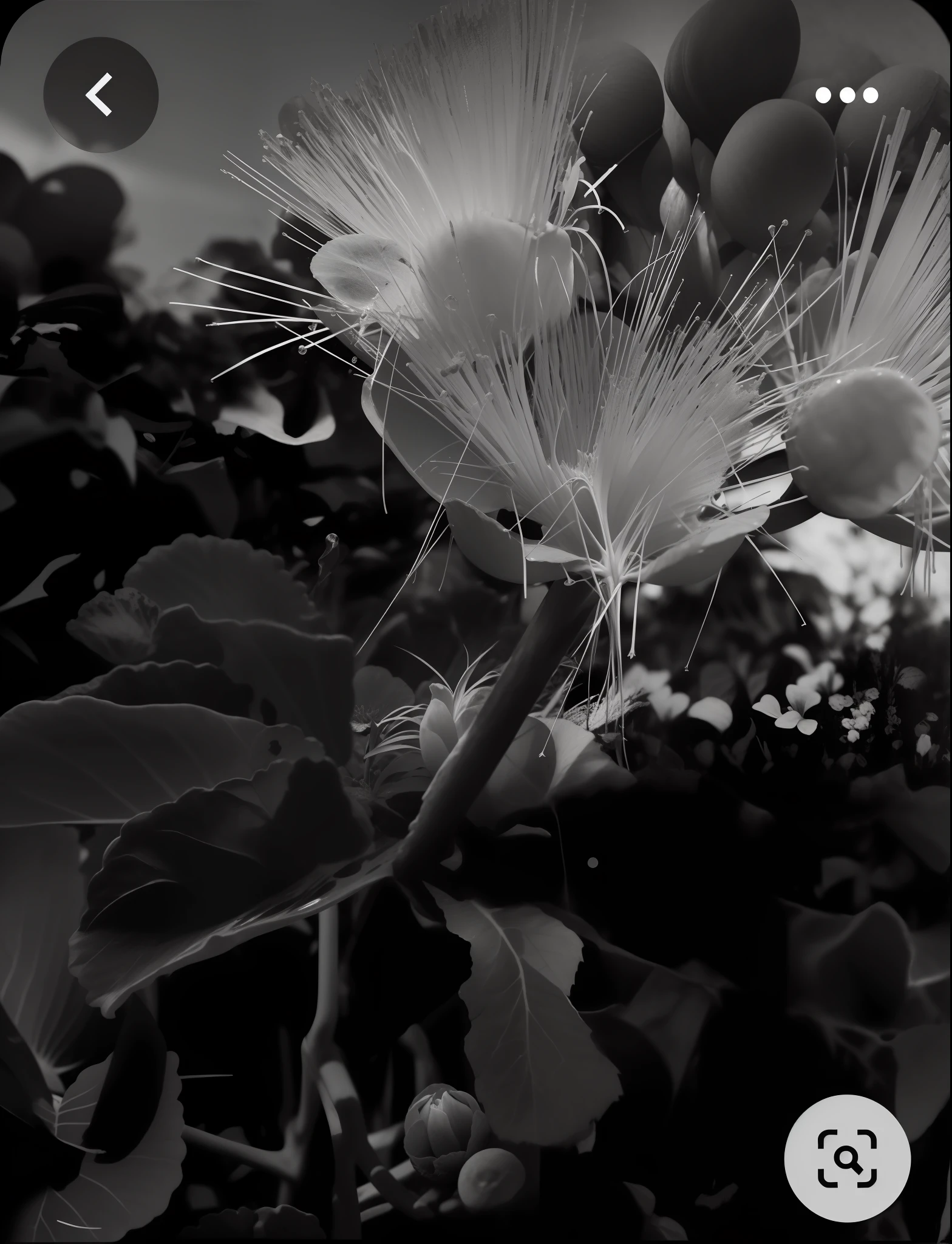 um close up de uma flor com um fundo desfocado, incolor, fotografia de plantas, fotografia em tons de cinza, filtro preto e Branco, Tiro no iPhone 1 3 Pro Max, B puro & em, B puro&em, Tiro no iPhone 1 3 Pro, Fotografia BW, Tiro com iPhone 1 0, monochrome Well, B & in detailed sharp photo, sementes