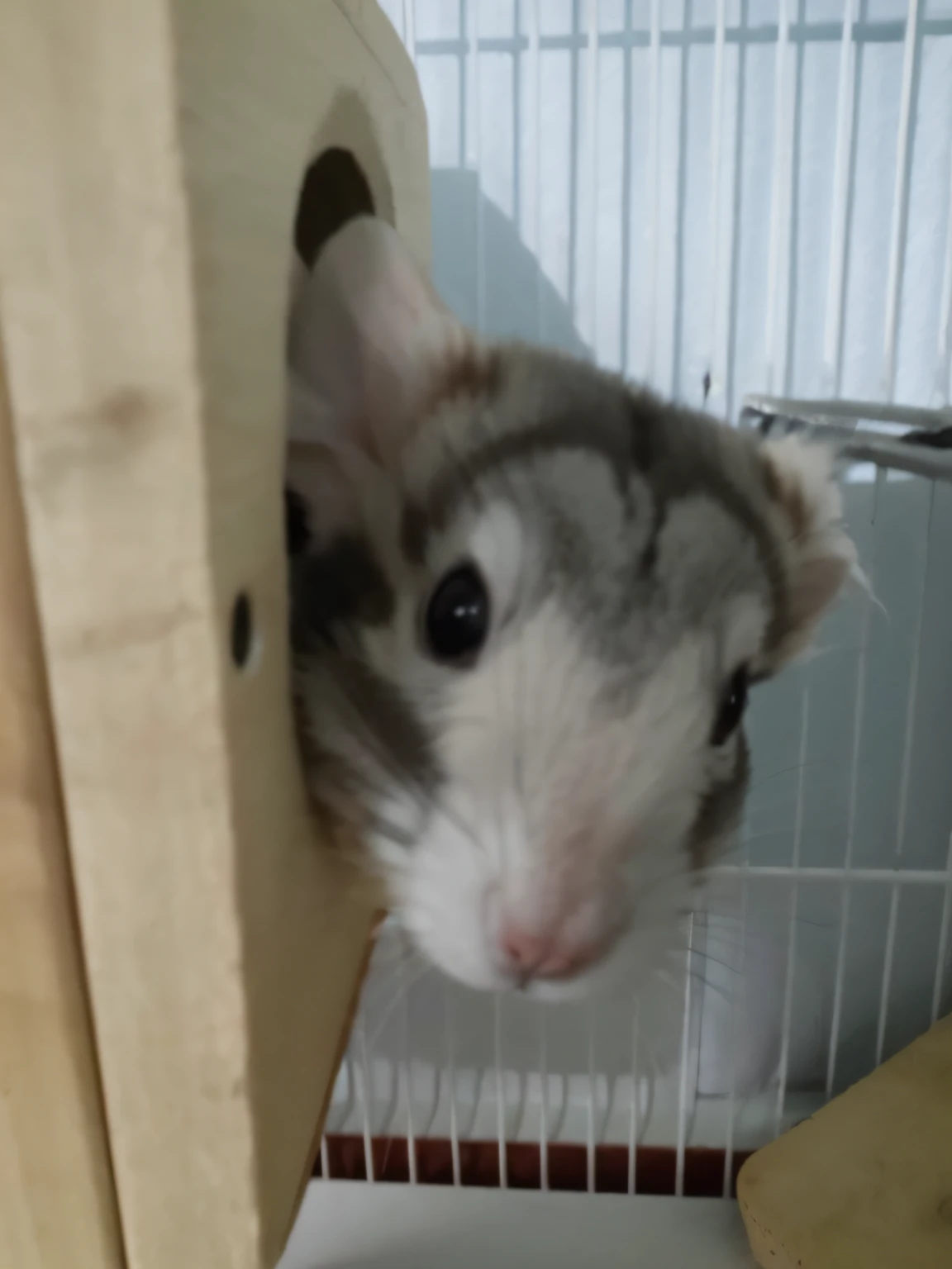 there is a small hamster that is inside of a cage, sugar glider, com nariz pequeno, muito bobo olhando, com nariz estreito, Foto reduzida, com um nariz branco, chinchila animal, focinho sob a viseira, olhando para o lado, peludo bonito precisa de sua ajuda, nariz menor, nariz pequeno virado para cima, parcialmente coberto de poeira, olhando de lado