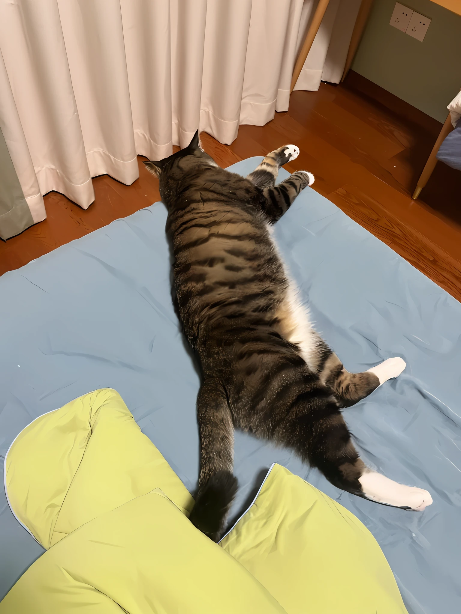 There was a cat lying in bed,The bed was covered with a blue blanket, she's lying on her back, Lying on her back in bed, lying on his back, lying at the bed, laying down on bed, a sick cat laying in a bedroom, komono, laying back on the bed, he is very relaxed, lie on one's back
