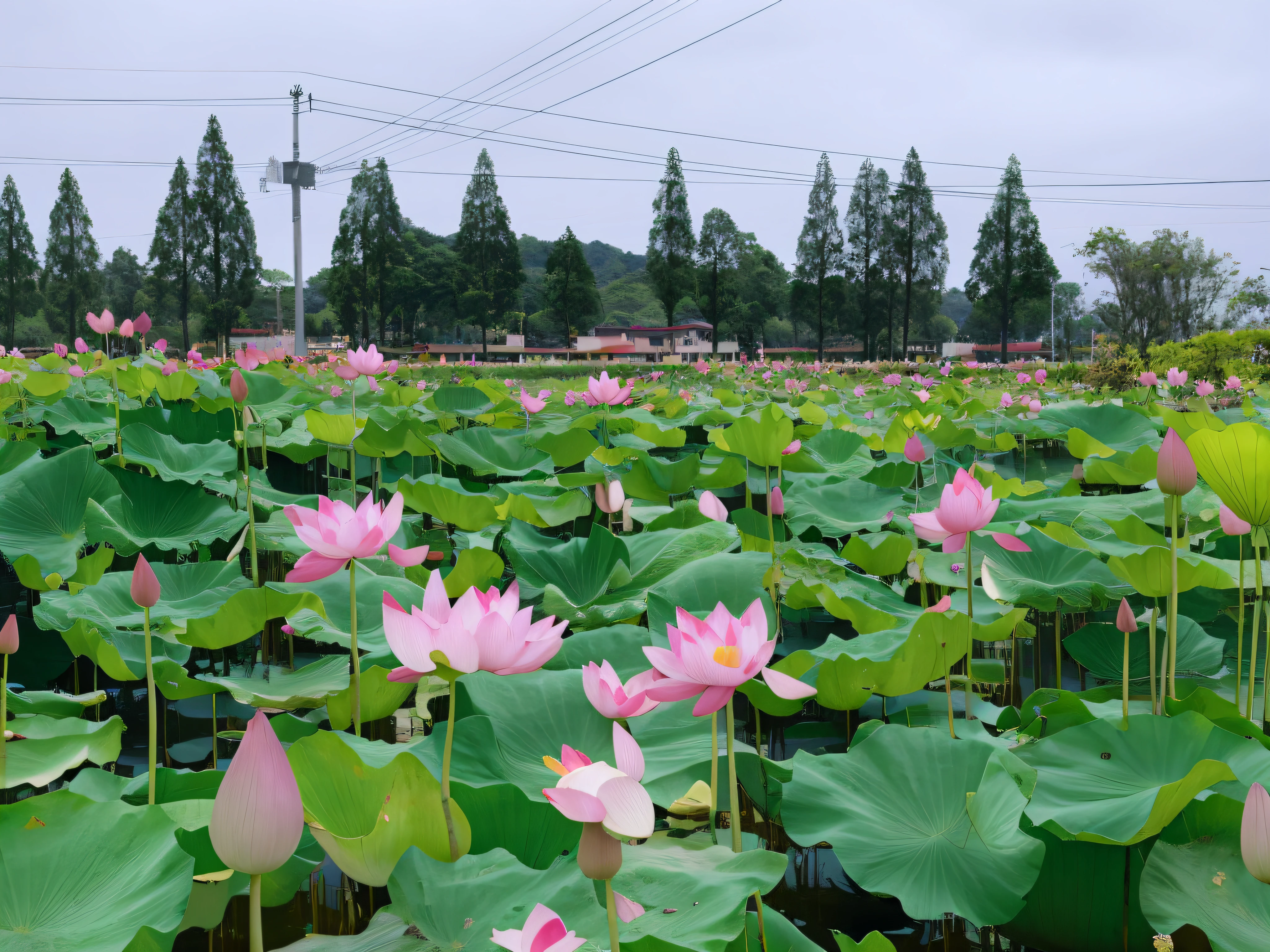 Many pink flowers grow in the leafy fields, Lotus pond, lotus flowers on the water, standing gracefully upon a lotus, lotuses, standing on a lotus, lotuses, sitting on a lotus flower, Pink Lotus Queen, water lilies, with lotus flowers, surreal waiizi flowers, taken on iphone 14 pro, Beautiful image --auto