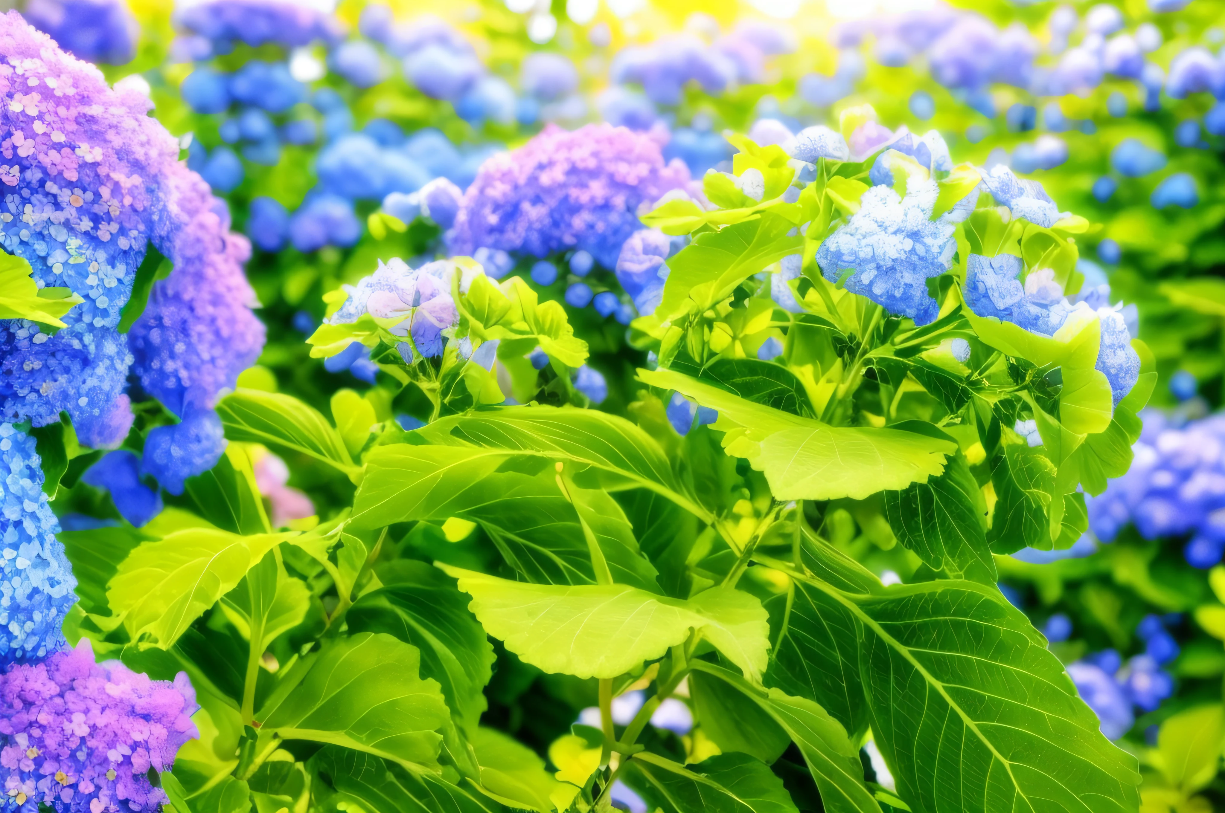 A lot of blue flowers grow in the garden, hydrangeas, deity of hydrangeas, blue flowers bloomed all over, Blue flowers, beautiful image, Lush garden leaves and flowers, Blue and green tones, flowers around, Blue and purple plants, Flowers and Blue Forest, Blue, Isolated hydrangea plants, indigo blooming flowers garden, Blue - petals