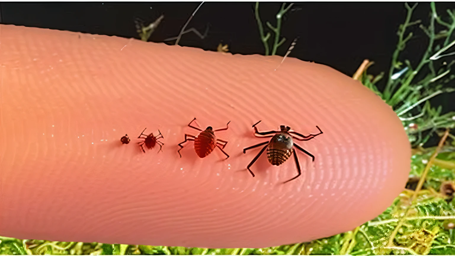 a closeup of a person's finger with three ticks on it, umbracinese, vida de insetos dentro do corpo humano, Verrugas, foto viral, illustration], pequenos insetos, biological photo, conspiracionista local, picos no corpo, scientific photo, imagem viral, [ Realistic photo ]!!, raiva, aranhas, Rhizomuse, rizomorfos