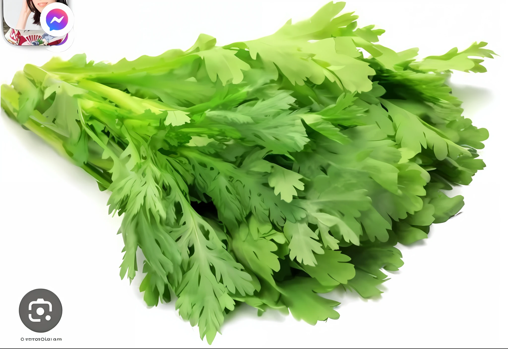 Close-up of a bunch of green leaves on a white surface, Verdure), its name is greeny, herb, vegetable foliage, tome\'s name is greeny, verdant, greenish tint, veggies, Big Bosm, Basil leaves instead of leaves, Moringa oleifera leaf, Celery Man, Green, beautiful image, verdant green, green leafs,Chamomile,