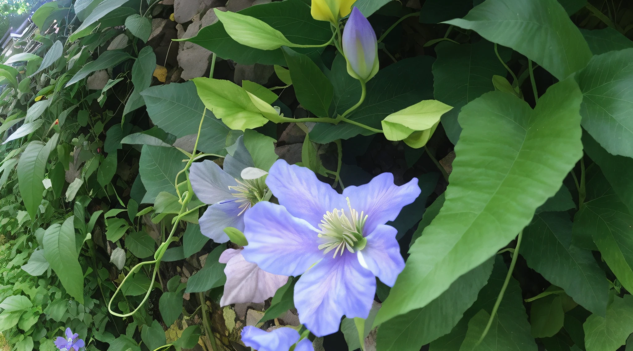 There are many blue flowers growing on a vine next to a fence, flores azuis floresceram por toda parte, Blue flowers of medium slate, flores azuis, videiras floridas, clematis no mar profundo, blue - petals, flores e folhagens, Clematis as stars in the sky, Polsangi Violeta, flores e videiras, flores violetas, tiro muito perto