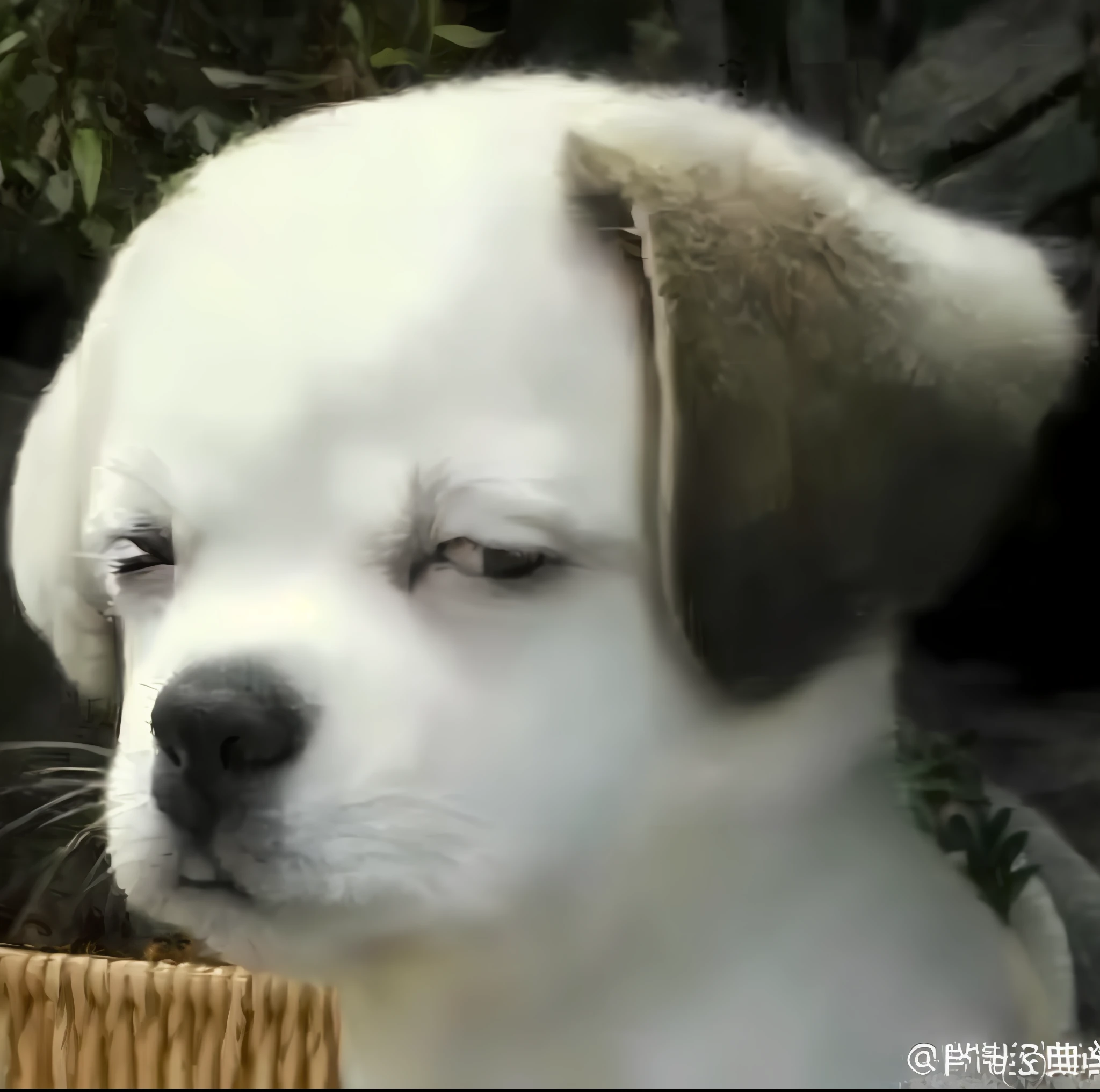 Puppy with closed eyes sitting outside in basket, ( dog ) looks like elephant, beautiful dog head, crying eyes closed!, Cute dog, dog looks like elephant, he has an elongated head shape, with a sad expression, awww, [ Realistic photo ]!!, Sleepy expression, cute round slanted eyes, winking one eye, with cute doting eyes