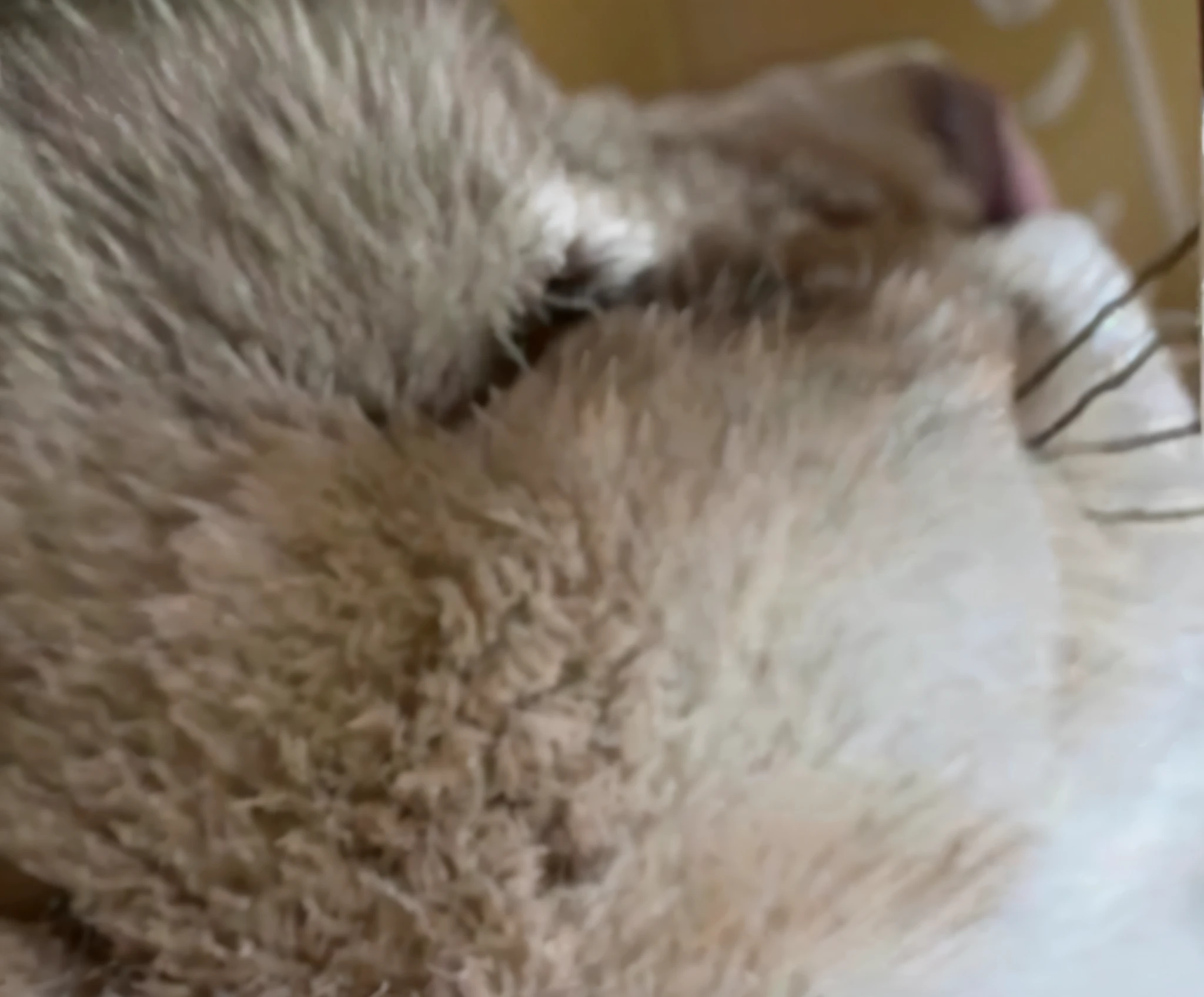 there is a cat that is laying down on the floor, real-life tom and jerry, Cat nose, close up cat, button nose, Whiskers, cat drinking milk, tiny cute nose, Extreme close-up - shoot upwards, an extreme closeup shot, really close - up shot, Cute fluffy kitten