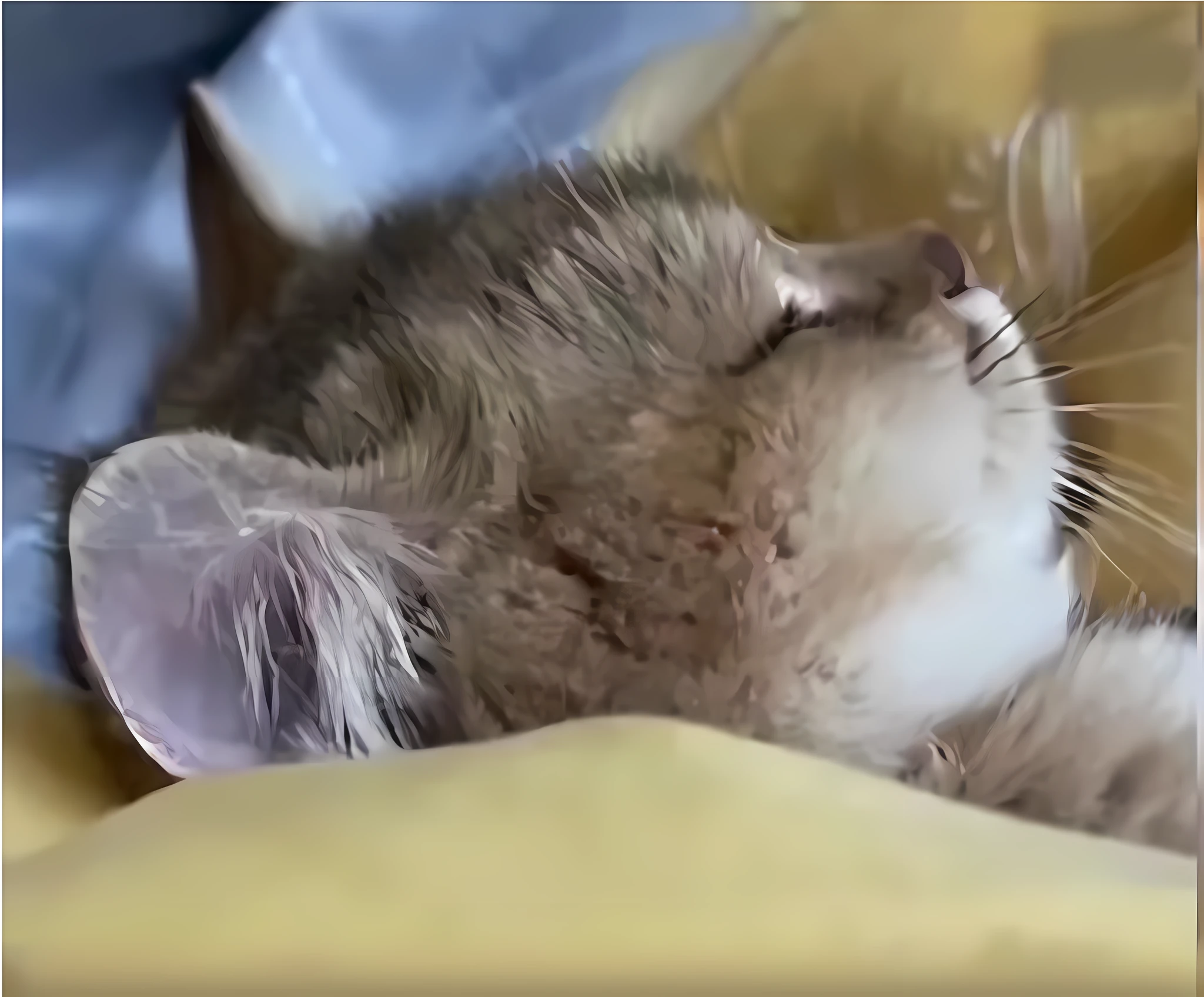 there is a cat that is laying down on a bed, cute furry needs your help, cats sleeping, the cutest kitten ever, just a cute little thing, he is very relaxed, nearly napping, a cute little cat, real-life tom and jerry, very sleepy and shy, A cute cat, A kitten lying in a bedroom, She has a cute face