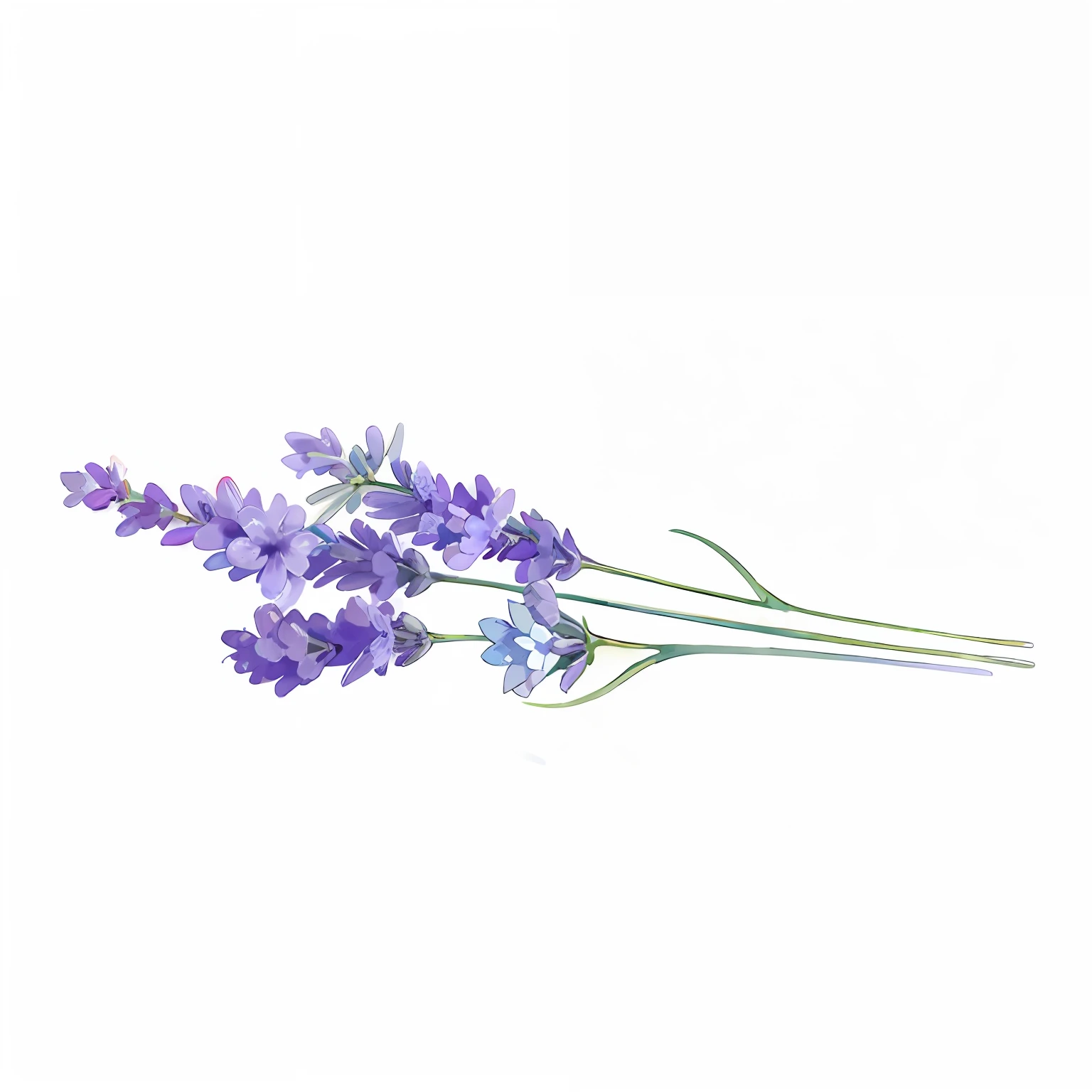 Lavender flowers are arranged in rows on a white surface, lavender flowers, lavender, Lavender plant,  botanical art, Watercolor painting, realistic watercolour, botanical art, botanical artwork, Botanical illustration, A plant, botanical watercolors, Flora Print, botanic foliage, botanical drawing, botanicals, botanical artwork, botanical art, Botanical illustration, botanical drawing, flowers and foliage, botanic foliage, A plant, A illustration, botanical photo, illustration, Flora Print, botanical background, botanical watercolors, author：Ayako hexagon, author：Maria Johanna Geertz