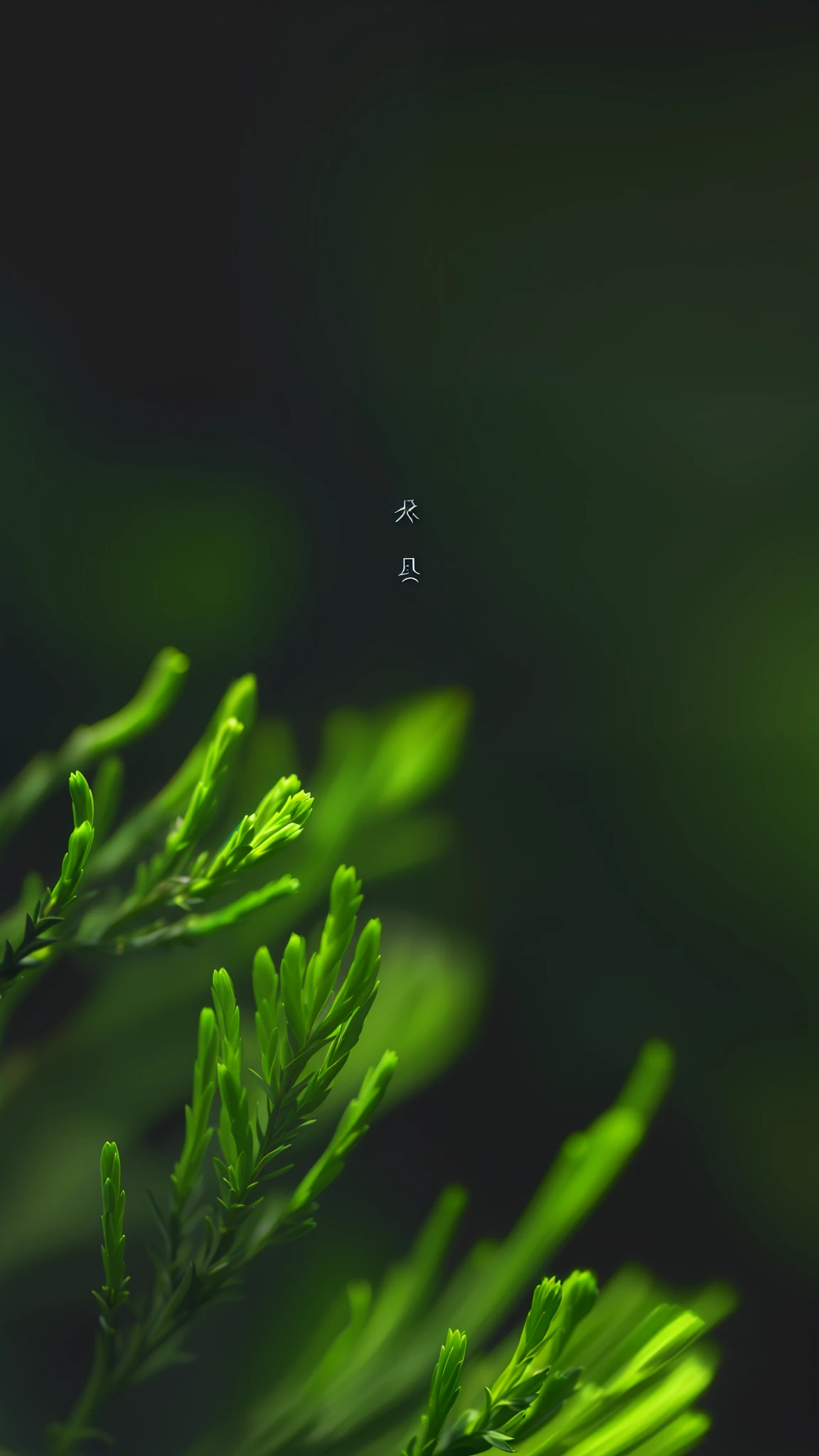 There is a green plant, HQ 4K wallpaper, Wallpaper 4k, Today\'s featured photograph 4k, wallpaper 4 k, Minimalist background, Light focus background, 8K 50mm ISO 10, minimalistic background, 4k wallpaper, 4 k wallpaper, zen natural background, minimal background --auto