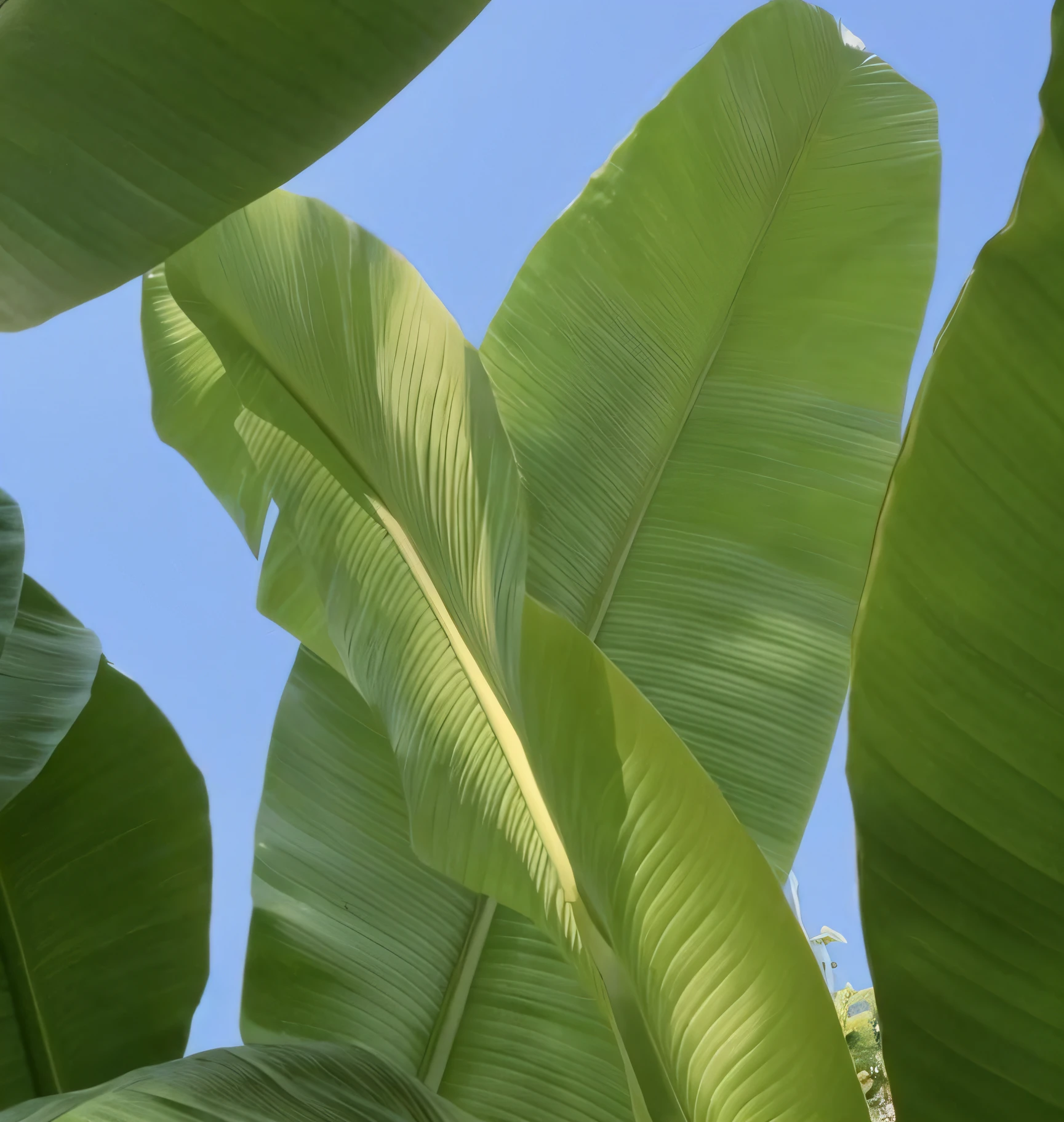 foto RAW, 8K, ultra realista, A closeup of a banana tree with a blue sky in the background, folhas grandes, folhas e caules grandes, folhagens e caules grandes, folhas grandes, bananeiras, folhagem tropical, folhas tropicais, botanic foliage, folhagem vegetal, folhas, folhagens e caules;, Frondas, folhagem exuberante, Magnolia large leaves and stems, Folhas retorcidas, folhagem verde, tropical vegetation