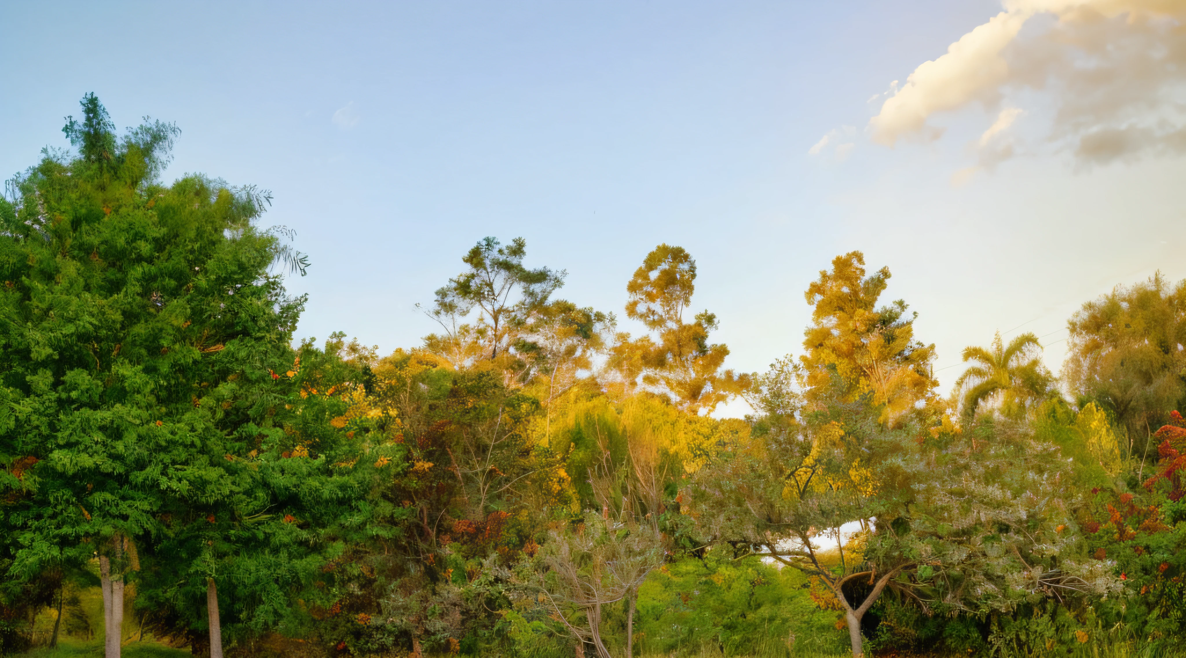assorted trees on the back, trees in the foreground, late afternoon lighting, beautiful late afternoon, About the treetops, trees in background, against the backdrop of trees, mid morning lighting, trees in the background, sol no final da tarde, luz do final da tarde, 4K morning lighting --auto