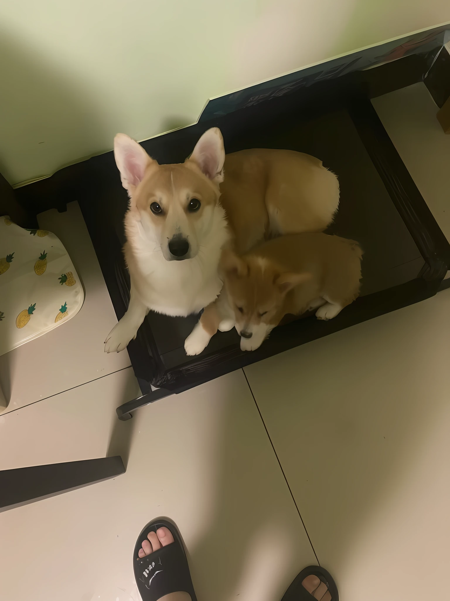There was a dog and a cat sitting on the suitcase, Shiba dog, shibu inu, shiba inu dog, taken with sony alpha 9, Puppies, they are siblings, both smiling for the camera, author:Chai Mansion, red puppils, cute corgi, taken with a Sony A7R camera, big and small