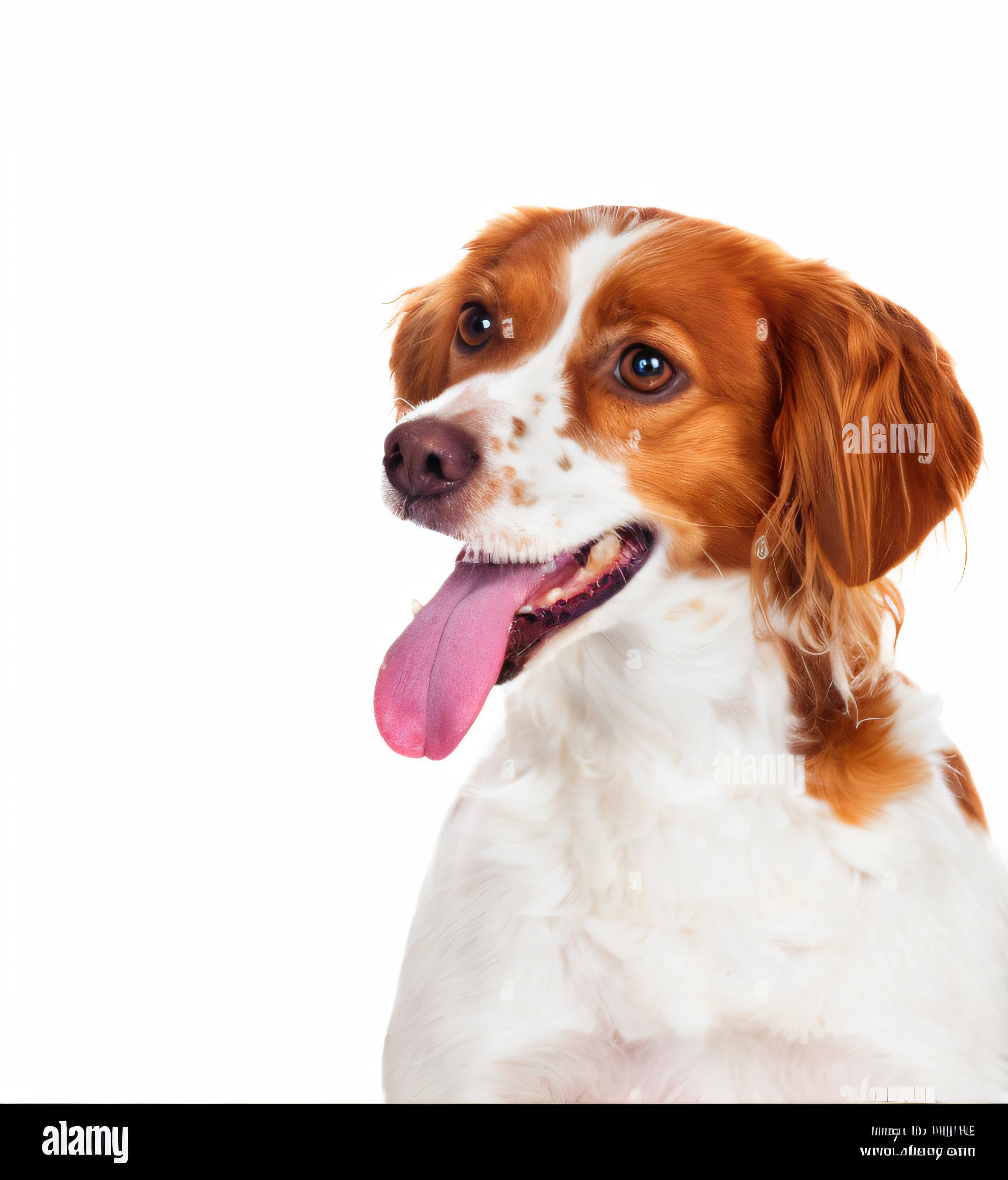cachorro