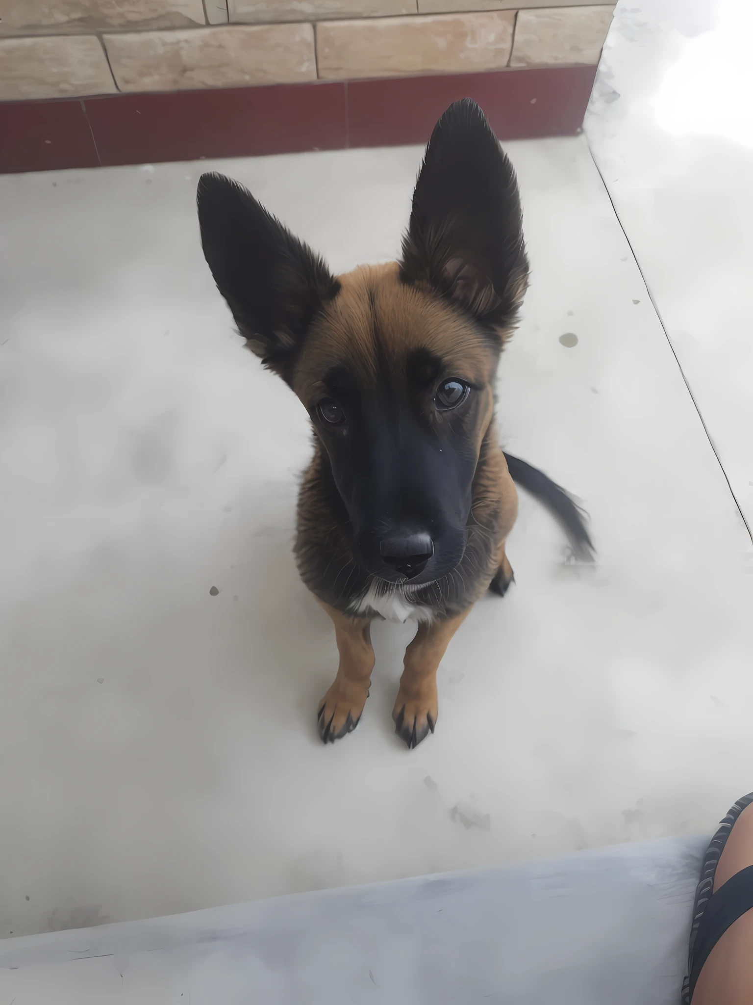 There was a dog sitting on the ground looking up, Horse dogs, 2 years old, mid 2 0's female, Stunning!, o cachorrinho, Extremely handsome, A perfect masterpiece, front poses, 2 3 years old, 2 2 years old, 21 years old, a wide full shot, she is about 2 5 years old, she is about 20 years old