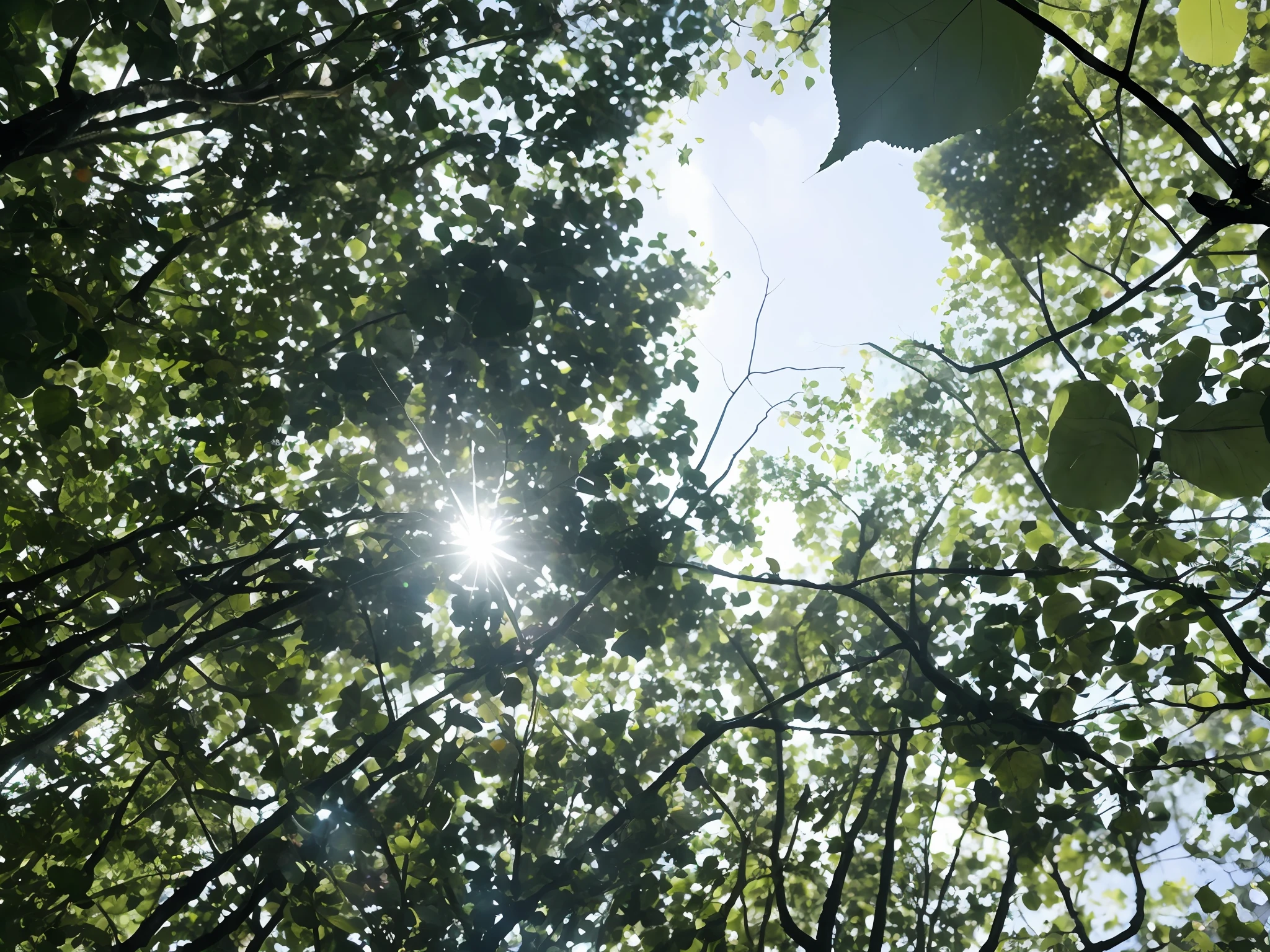 A view of sunlight shining through the trees in the forest, sunlight shining through the leaves, sunlight filtering through trees, Sunlight shines through the woods, Sunlight - Light that passes through the canopy of trees, View from the bottom, View from below, view from bottom to top, look from down, looking from slightly below, Sunlight shines through the woods, Perspective from Below, Captured from a low-angle