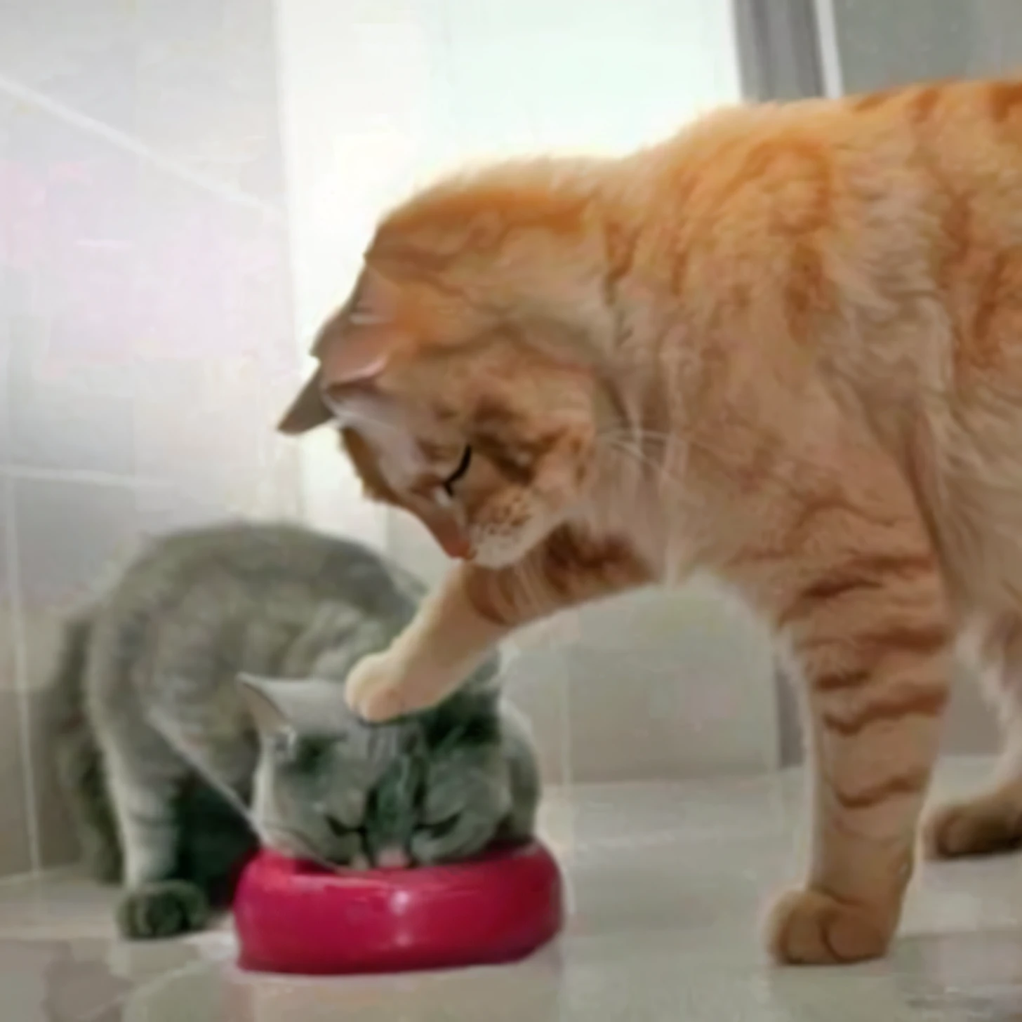 There were two cats eating in bowls on the floor, real-life tom and jerry, cat eating, sharing a pizza, dinner is served, intense battles, Two cats, funny cat, about to consume you, they are close to each other, Side feed, Eyes - contact, Eye contact, scratching head, meeting of the cats, making eye contact