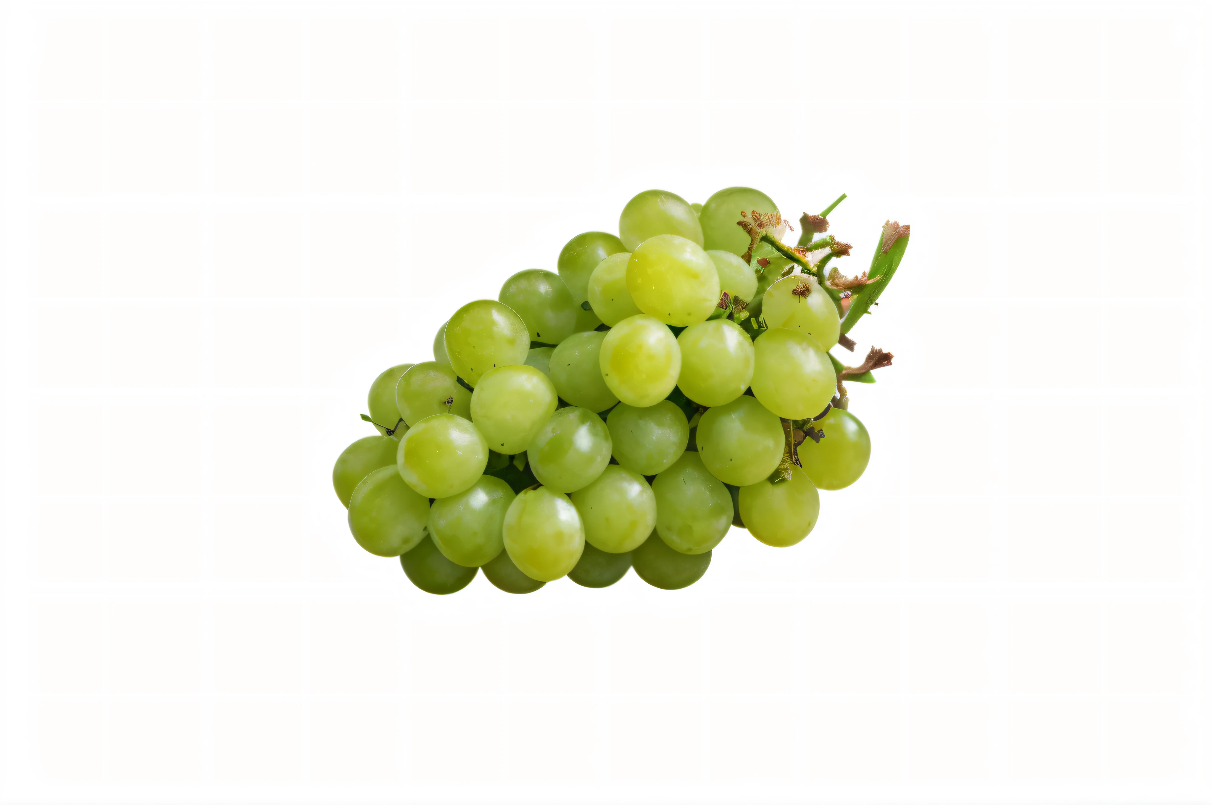 Close up of a bunch of green grapes on white background, grapes, translucent grapes, grapes, Translucent grapes close-up, professional fruit photography, greenish tinge, On a white background, fresh, a digital rendering, the whites of the eyes, taken with sony alpha 9, --auto