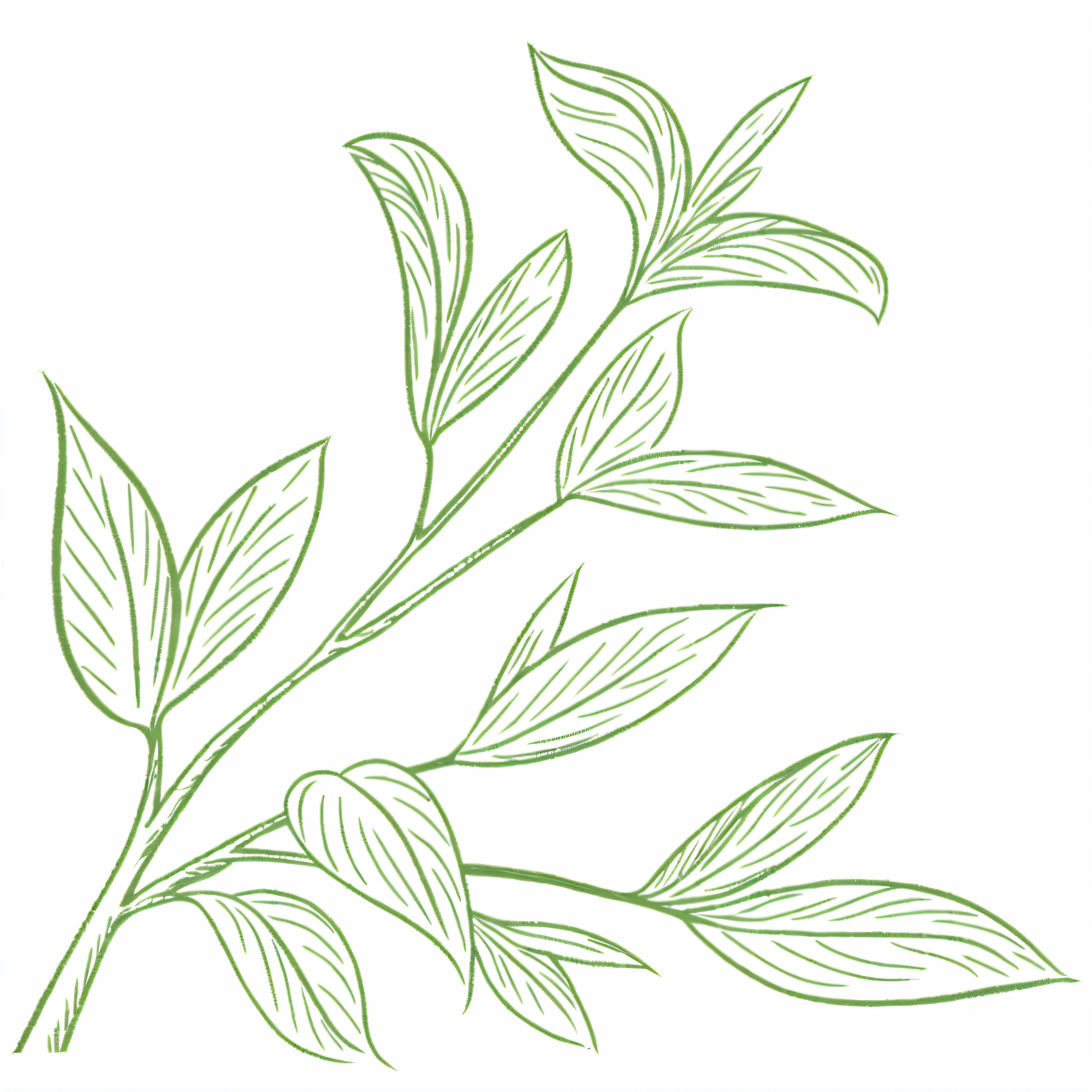 Botanical drawing of leaves on white background, botanic foliage, branches and foliage, woody foliage, Linear illustration, vegetable foliage, leaves foliage and stems, green leaf, inspired by Masamitsu Ōta, willow plant, large leaves and stems, magnolia leaves and stems, twisting leaves, Line - Art, drawn image, Leaves, Line art