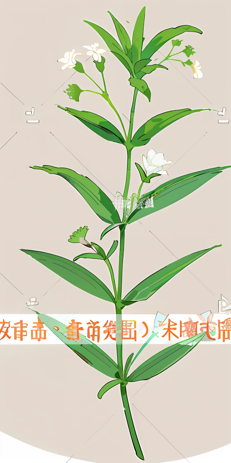 There is a picture of a plant，It has white flowers blooming on it, Wang Chen, ruanjia, Middle metaverse, hd illustration, flax, Simple illustration, Fragrant plants, sharp foccus ilustration, 2263539546], some plant life, A illustration, plant, Color illustration
