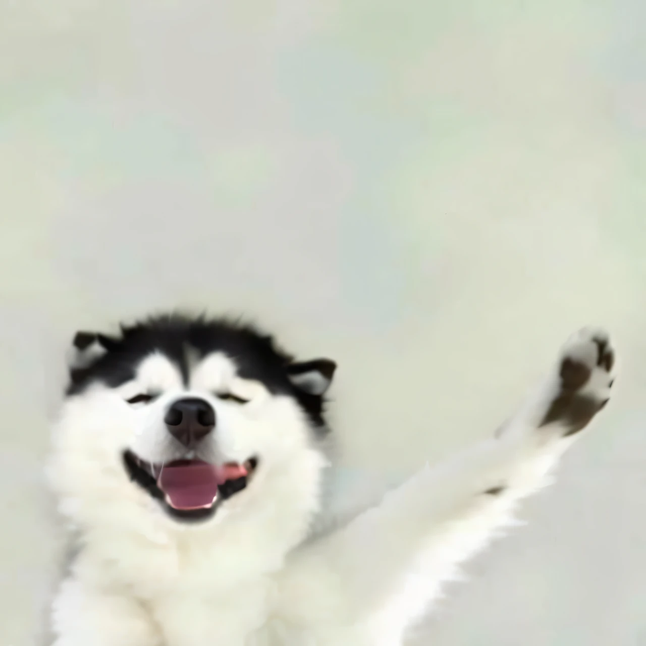 Allafard Husky,Paws raised in the air, he is happy, waving and smiling, happy dog, Waving, waving at the camera, extremely happy, he is happy, Dogs dancing ballet, he is dancing, husky, excited, With a happy expression, Depp, governor, jumping for joy, ( dog ) Jump down the mountain