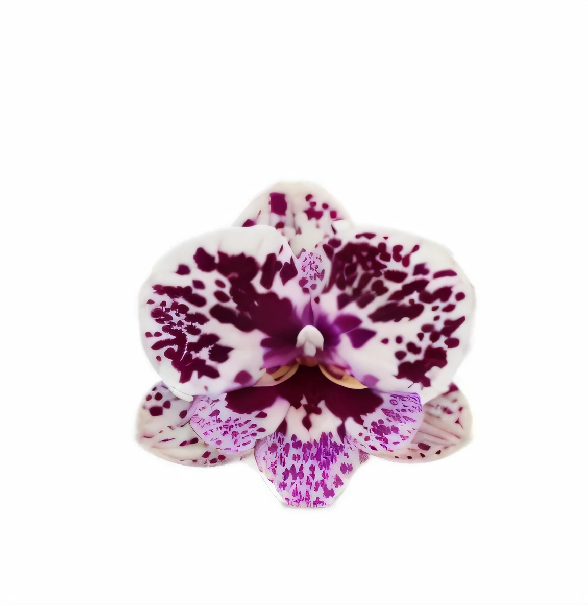 Close up of flowers on white background, Reflective orchids, orchid, an orchid flower, 3D giant orchid, large exotic flowers, orchid made of mother of pearl, white with black spots, metal orchid flower, an orchid flower, Moth orchid, violet polsangi, her face looks like an orchid, white colors,With chocolate brown spots
