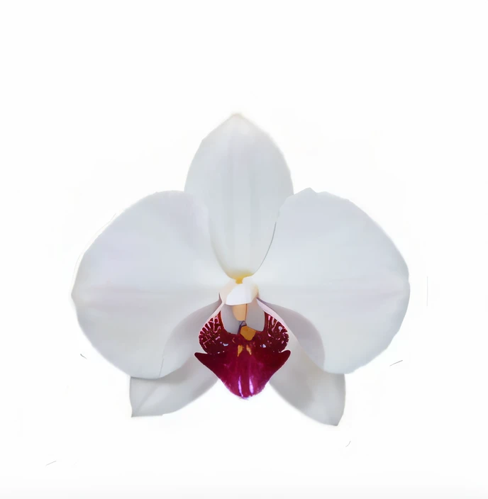 Close-up of white flowers with red center, orchid made of mother of pearl, Reflective orchids, an orchid flower, orchid, 3D giant orchid, metal orchid flower, Moth orchid, white orchid, an orchid flower, author:Tan Yang Kano, white backgrounid, her face looks like an orchid, albino mystic, large exotic flowers
