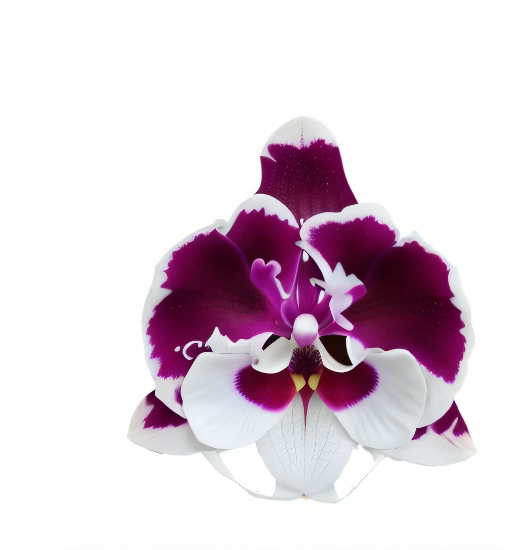 Purple and white orchids,The center is yellow, Reflective orchids, orchid, an orchid flower, Stained stereo vision, flower sepals forming helmet, her face looks like an orchid, an orchid flower, Moth orchid, large exotic flowers, violet polsangi, exotic lily ears, 3D giant orchid, orchid made of mother of pearl, violet polsangi pop art