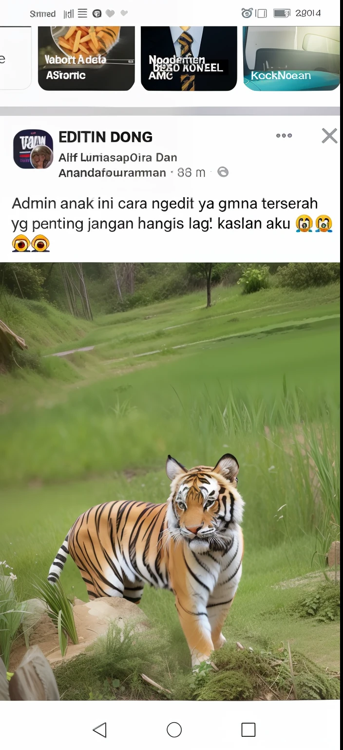 Tigers eat humans