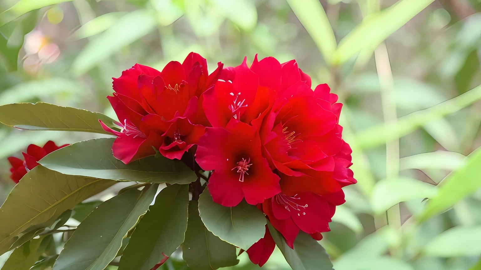 there is a red flower that is growing on a branch, red blooming flowers, red flowers of different types, red flowers, red flower, shot on canon camera, vibrant red and green colours, very red colors, female beauty, red blush, dominating red color, rich red colors, crimson rain sought flower, red and magenta flowers, vibrant red colors, natural beauty