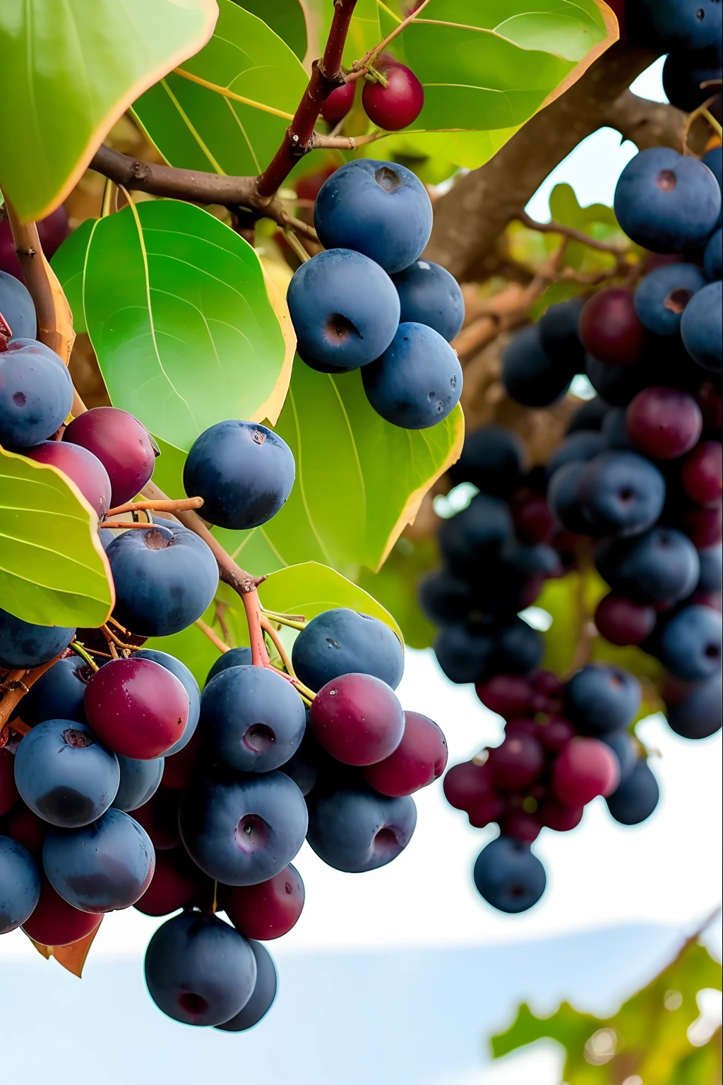 Cachos de frutas de uva red, fundo preto