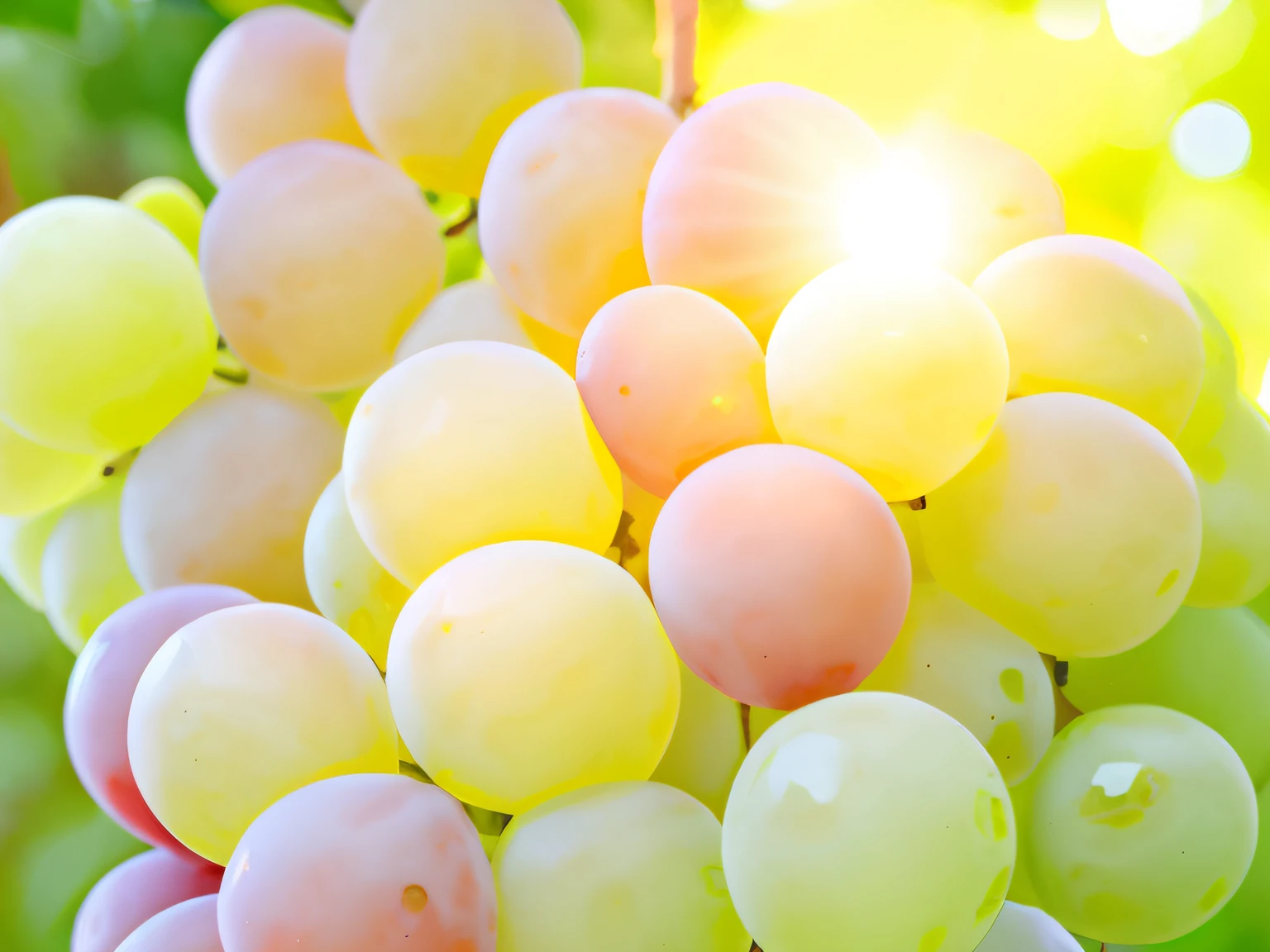 A closeup of a bunch of grapes hanging from a tree, Closeup of translucent grapes, translucent grapes, Uvas, uva, uvas amarelas e pretas, Wine, luz de fundo suave, Halation, sol brilhando, sunny morning light, ensolarado, luzes solares suaves, Luz Suave Difusa, luz do nascer do sol, soft backlighting, pastel-hued, luz suave natural bonita, luz suave bonita