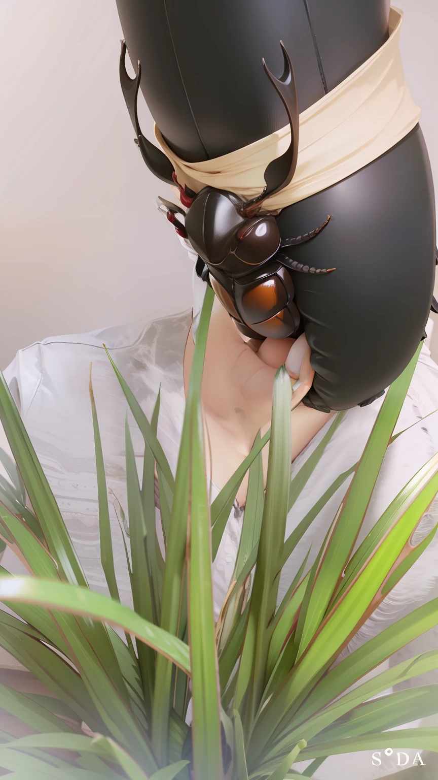 stag beetle