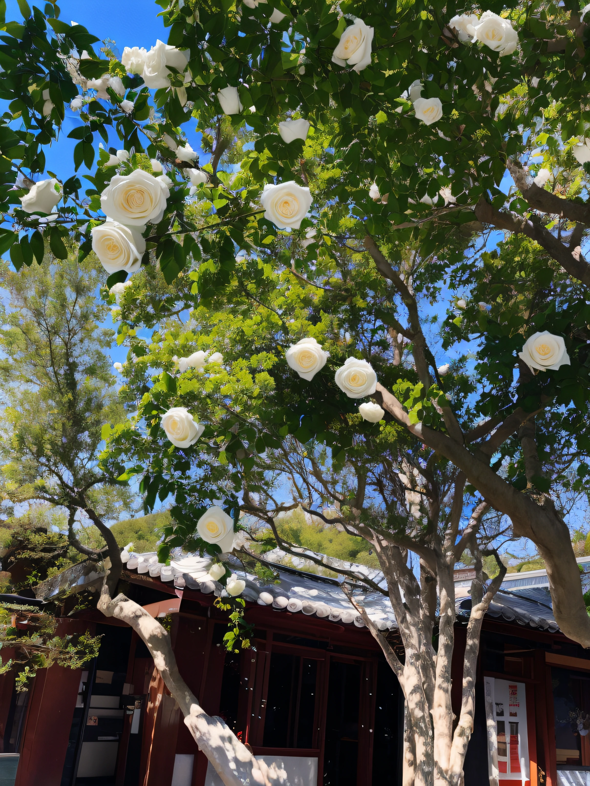 White roses hang from the trees in front of the building, Huge white roses, lush trees and flowers, Incredibly beautiful, Flowers and trees, trees and flowers, detailed trees in bloom, inspired by Miyagawa Isshō, look from down