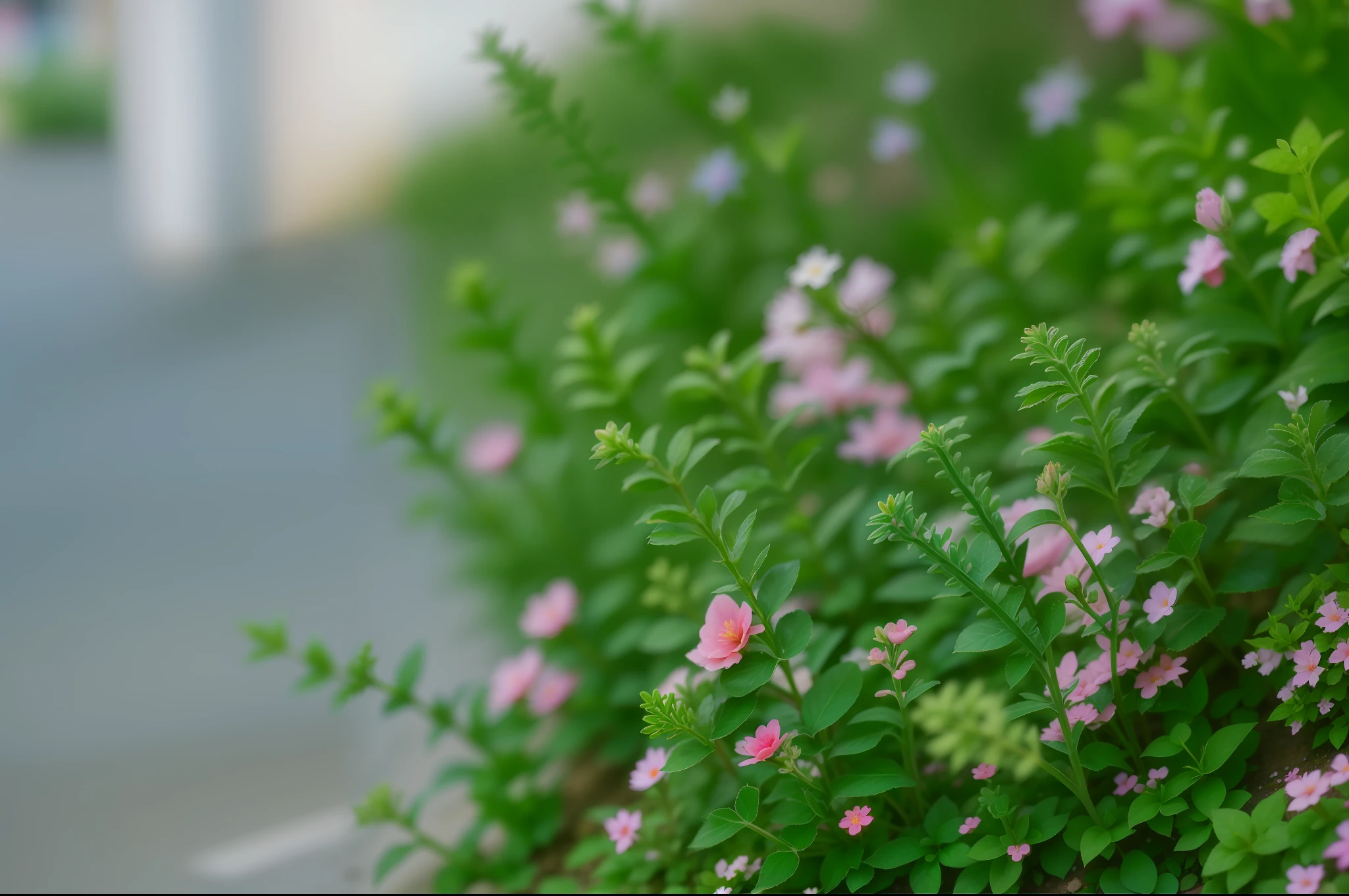 A small pink flower grows in the bushes next to the sidewalk, with soft bushes, shot in canon 50mm f/1.2, Depth of field : - 2, very shallow depth of field, flowers and foliage, taken with canon eos 5 d, very short depth of field, taken with a Sony A7R camera, shot on 85mm