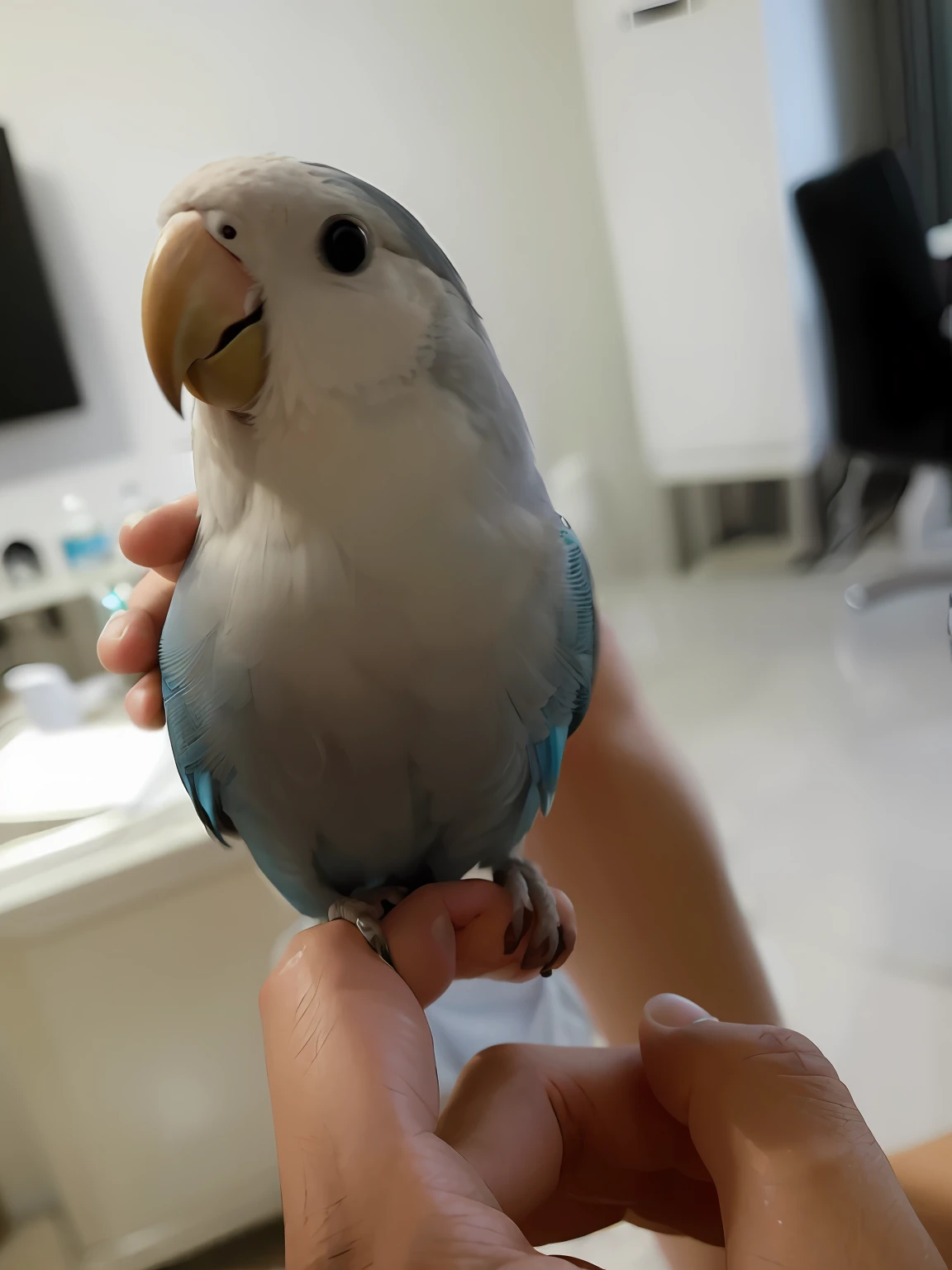 There is a bird sitting on a man's hand, pet bird, cheerfulness!!!, Parrot, is looking at a bird, with small nose, blue arara, Gorgeous lady, bluejay, light grey blue and golden, awww, beautiful and graceful, beautiful lovely