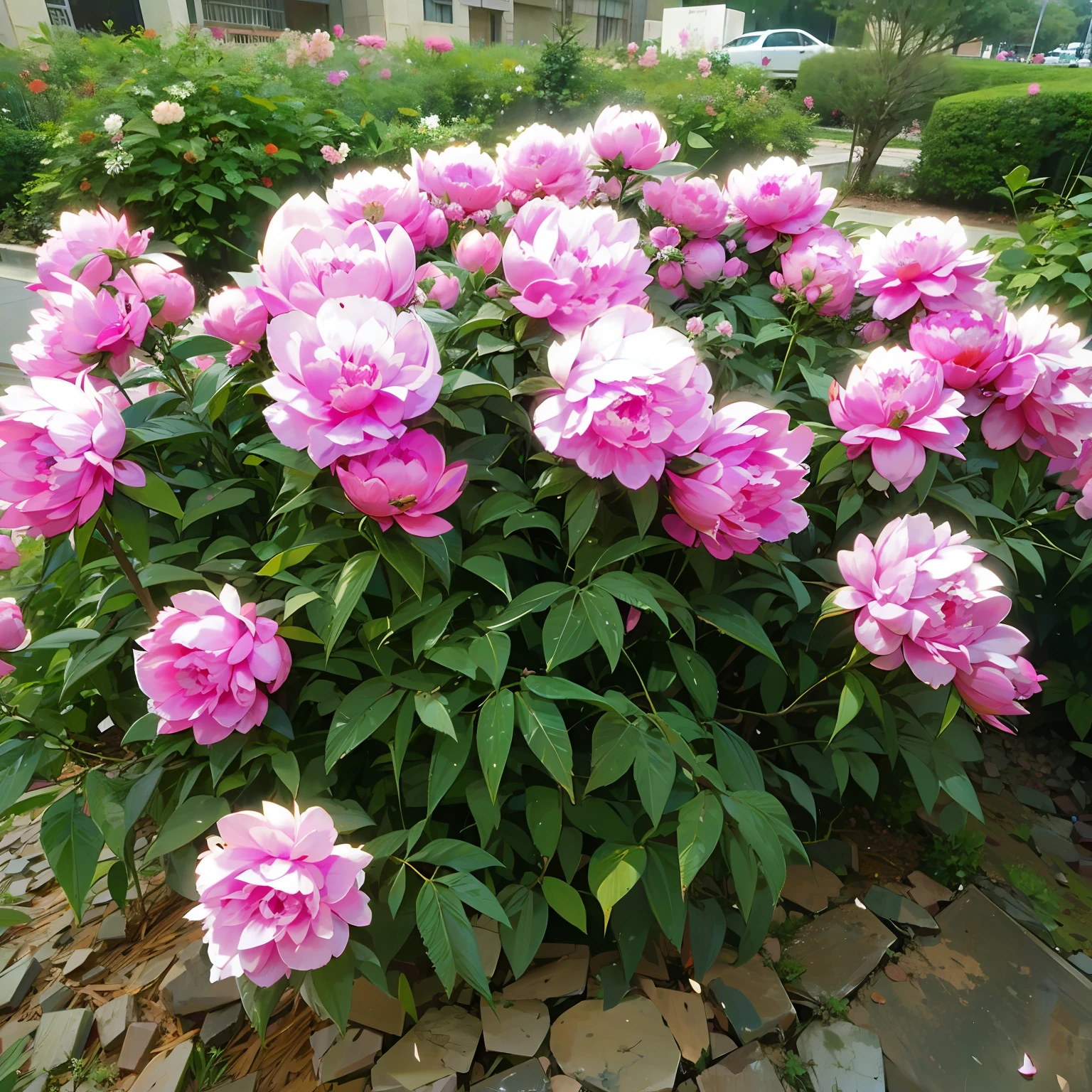 peony,Peonies,florals,in pink,ancient wind,Chinese big breasts,Movie lighting,higher details