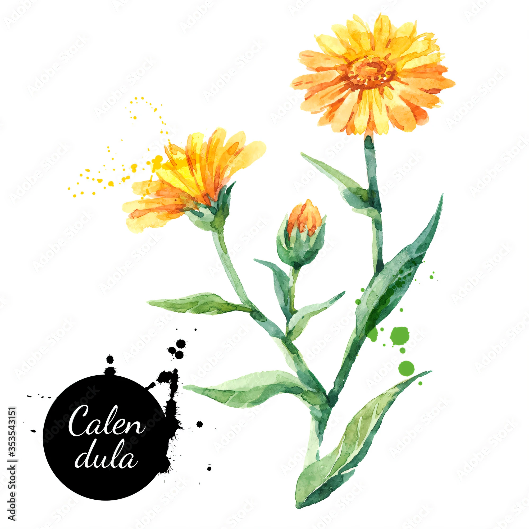 Hay una acuarela de una flor amarilla sobre un fondo blanco, watercolor illustration, color illustration, Pintura digital de acuarela, Calendula flowers, con flores de colores, Estilo de pintura de acuarela, artistic illustration, Acuarela artestyle, History of calendula, Estilo de acuarela, beautiful high resolution, Full color illustration, imagen de producto de alta calidad", colored illustration, Acuarela colorida, HD Illustration, calendula