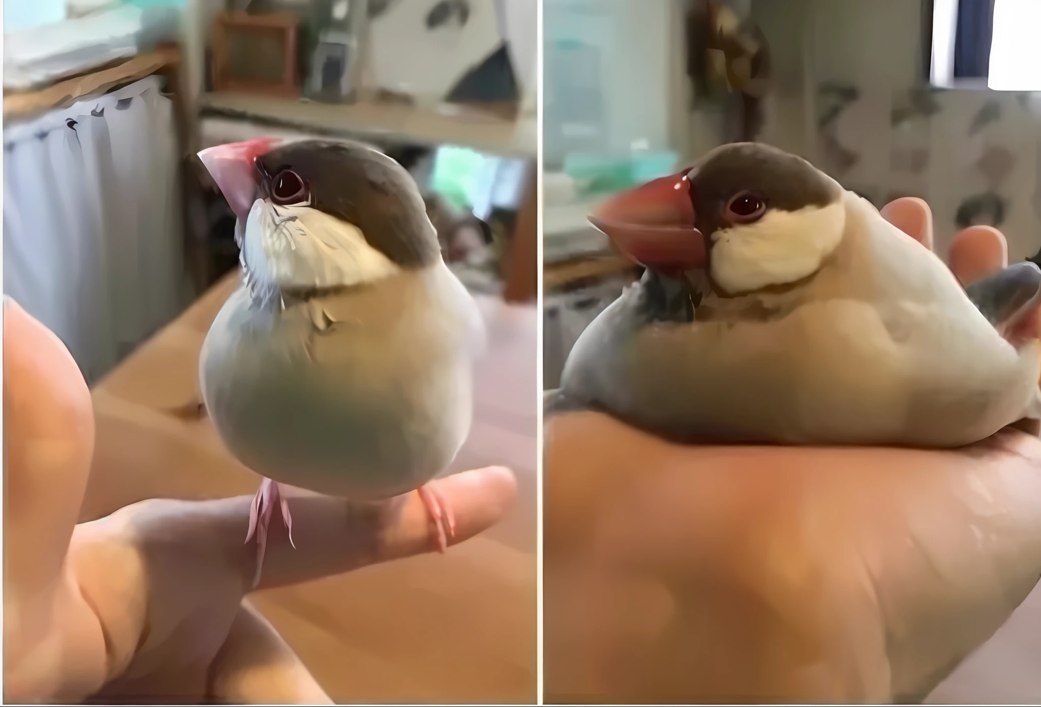 A close-up of a man holding a bird in his hand, pet bird, sits on a finger, the bird is wearing a bowtie, is looking at a bird, she has a cute expressive face, he has an elongated head shape, Surreal sparrows, surrealistic bird, there are birds on her head, She has a cute face, birb