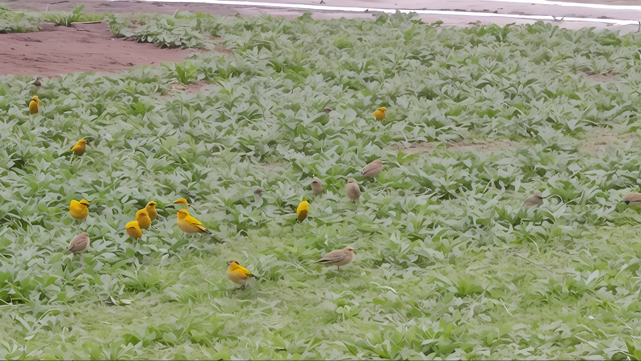 There are many birds that are standing in the grass, The birds are all over the ground, bandos de aves!!, Belgian canaries with thrushes, Foto reduzida, 4 0 9 6, infestado de breu verde, an old man with 7 yellow birds, foto de baixa qualidade, barriga fofa laranja, reduziu muito, com flores amarelas ao redor, ampliado