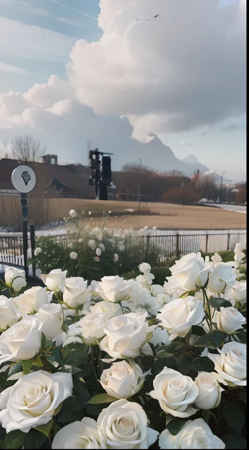 Best quality at best,超高分辨率,(真实感:1.4),White rose,Rose bushes,Rose blanche