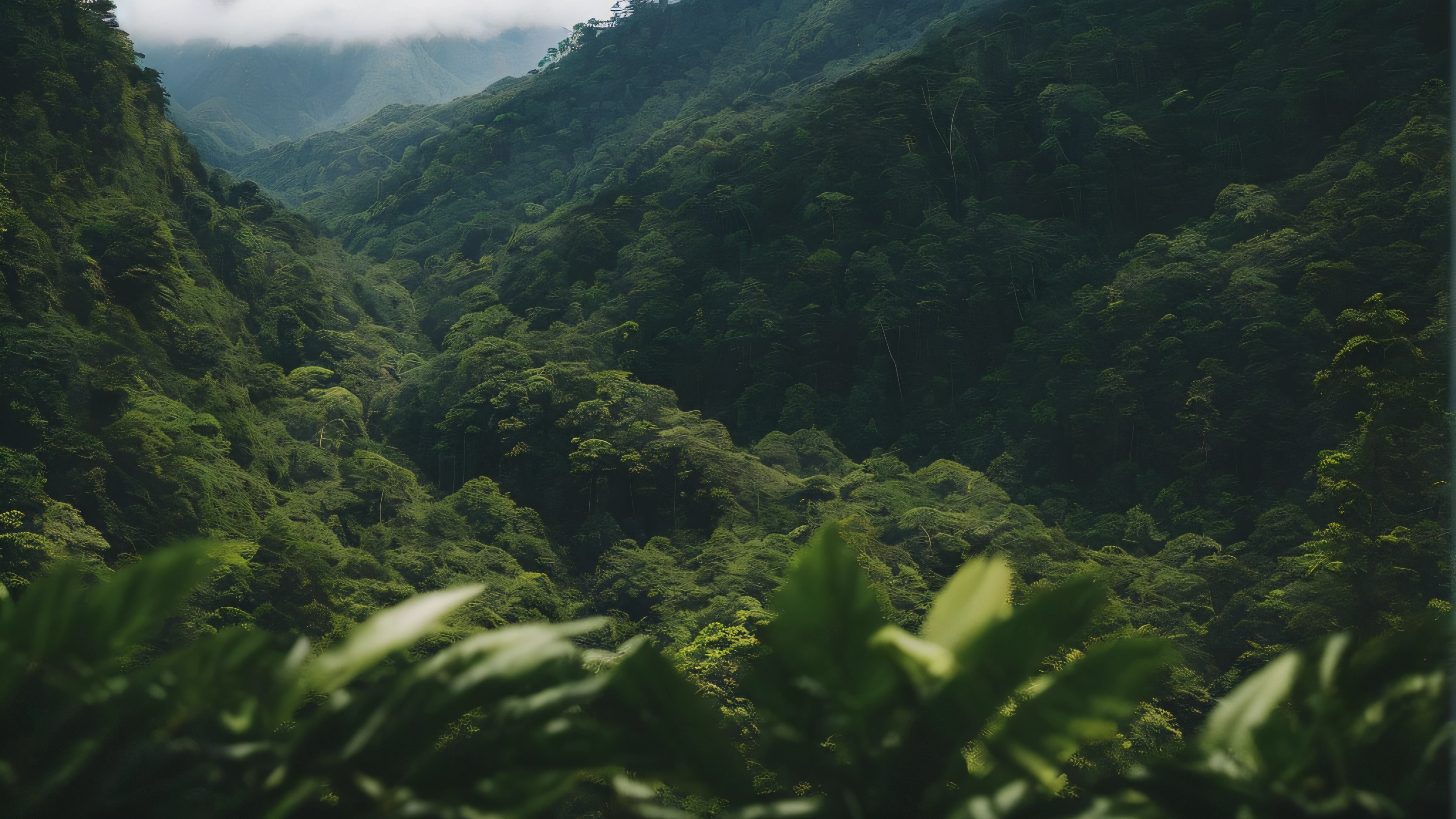 there is a picture of a mountain with a forest on it, lush forest in background, lush forest landscape, mountainous jungle setting, lush forest, lush forest in valley below, lush forests, rainforest mountains, lush rainforest, lush trees, forests, lush green forest, beautiful jungle, tropical forest, lush jungle, forested, rainforest, lush scenery