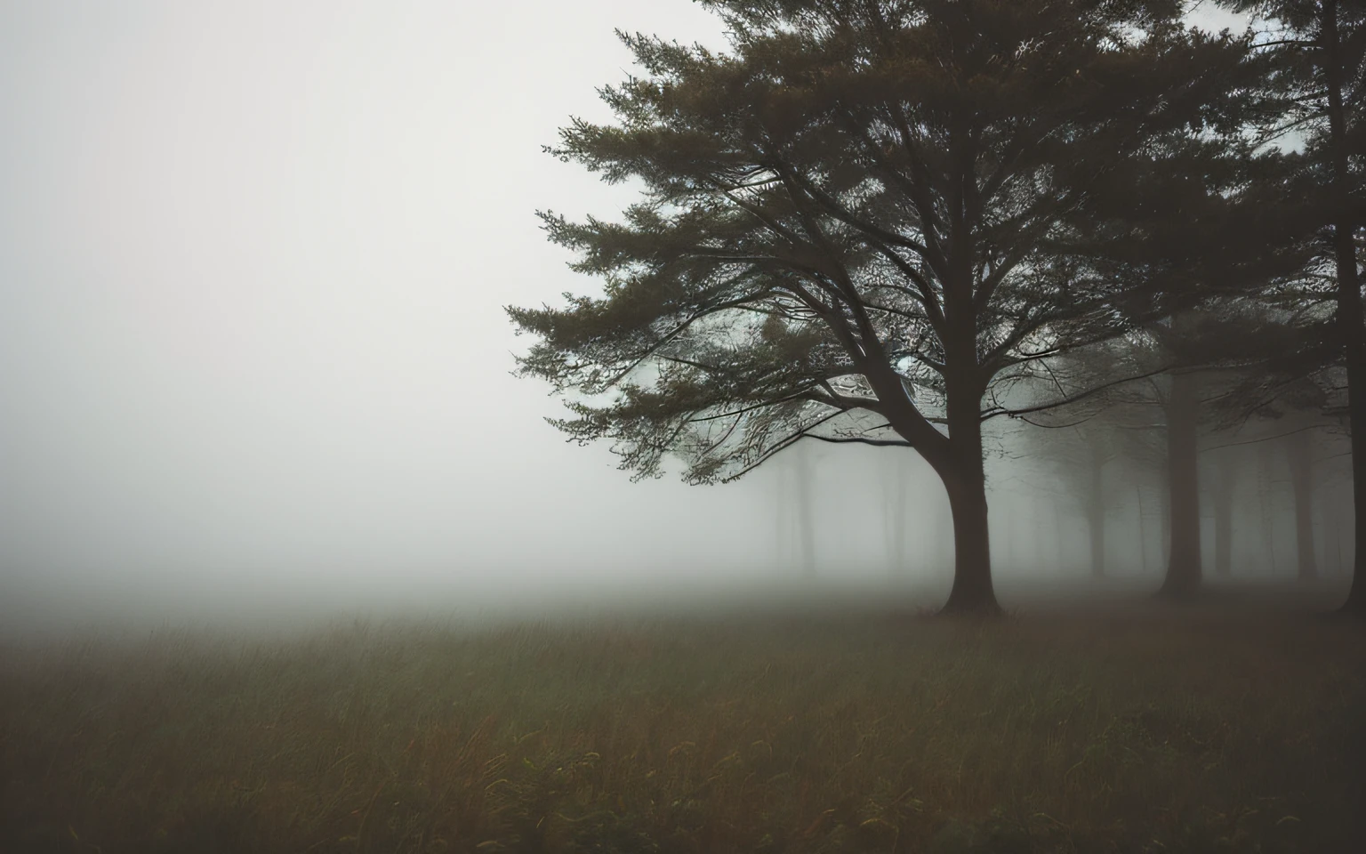 fog, lightroom, natural, perfect, [oliver wetter|(kodak portra:0.08)|(leibovitz:0.6)], raw, intricate, high quality, mamiya, exposure blend