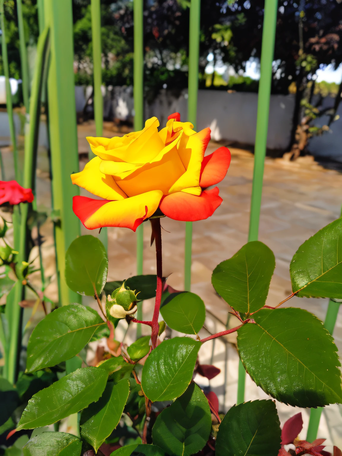 There is a yellow rose that is growing in a vase, rosa amarela, amarelo e vermelho, Cores vermelho-amarelo, alguns vermelhos e amarelos, photo taken with Sony a7R camera, vermelho+cores amarelas, foto de uma rosa, Tiro na Nikon Z9, rose twining, vermelho e amarelo, Tiro em Sony A 7, shot with premium dslr camera